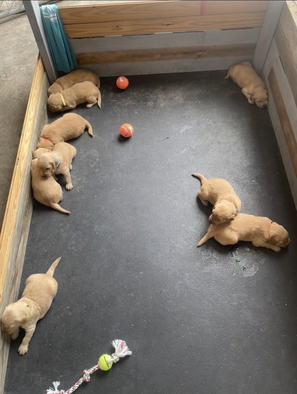 Golden Retriever Puppies image 1