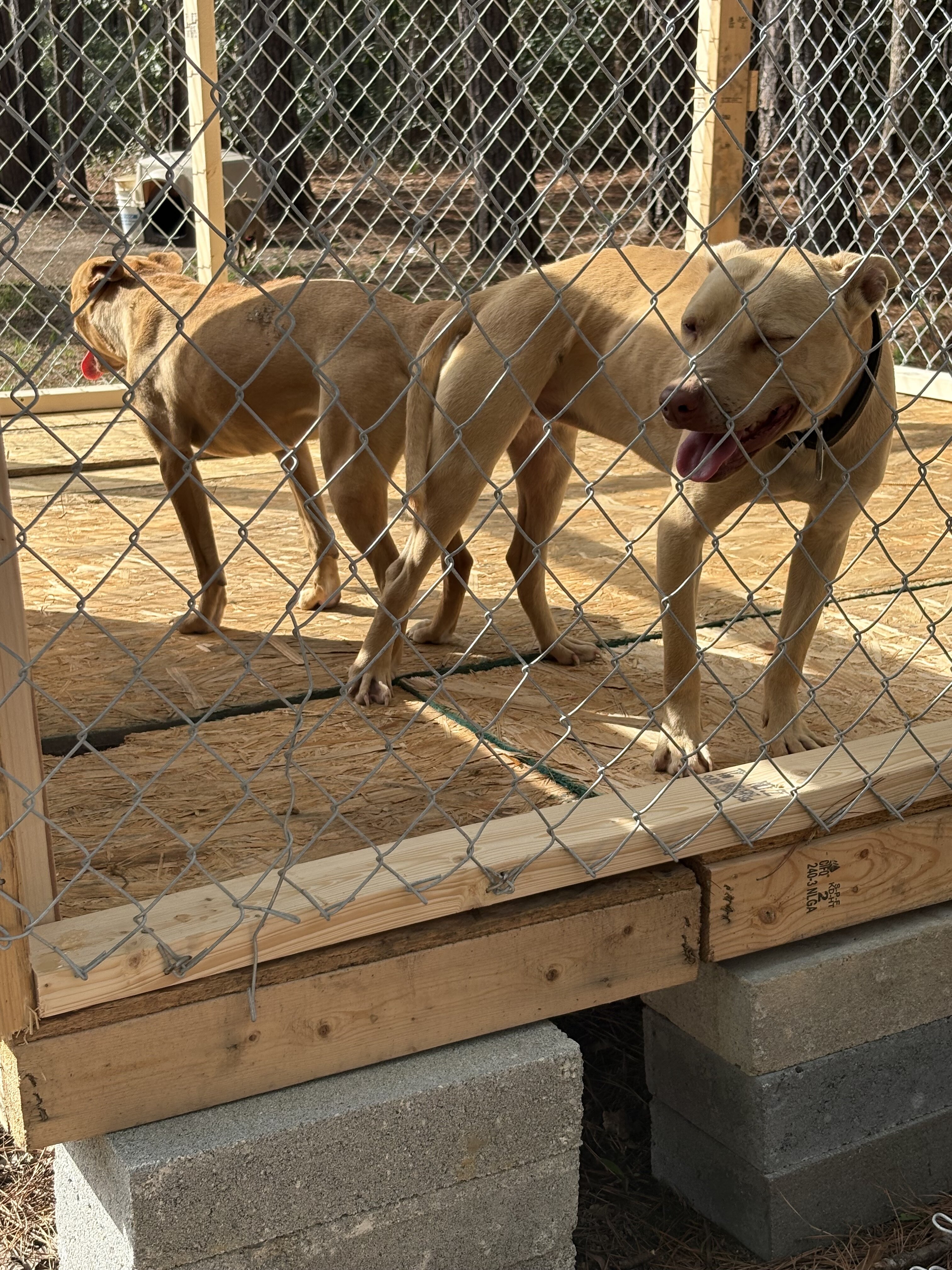Puppies image 2
