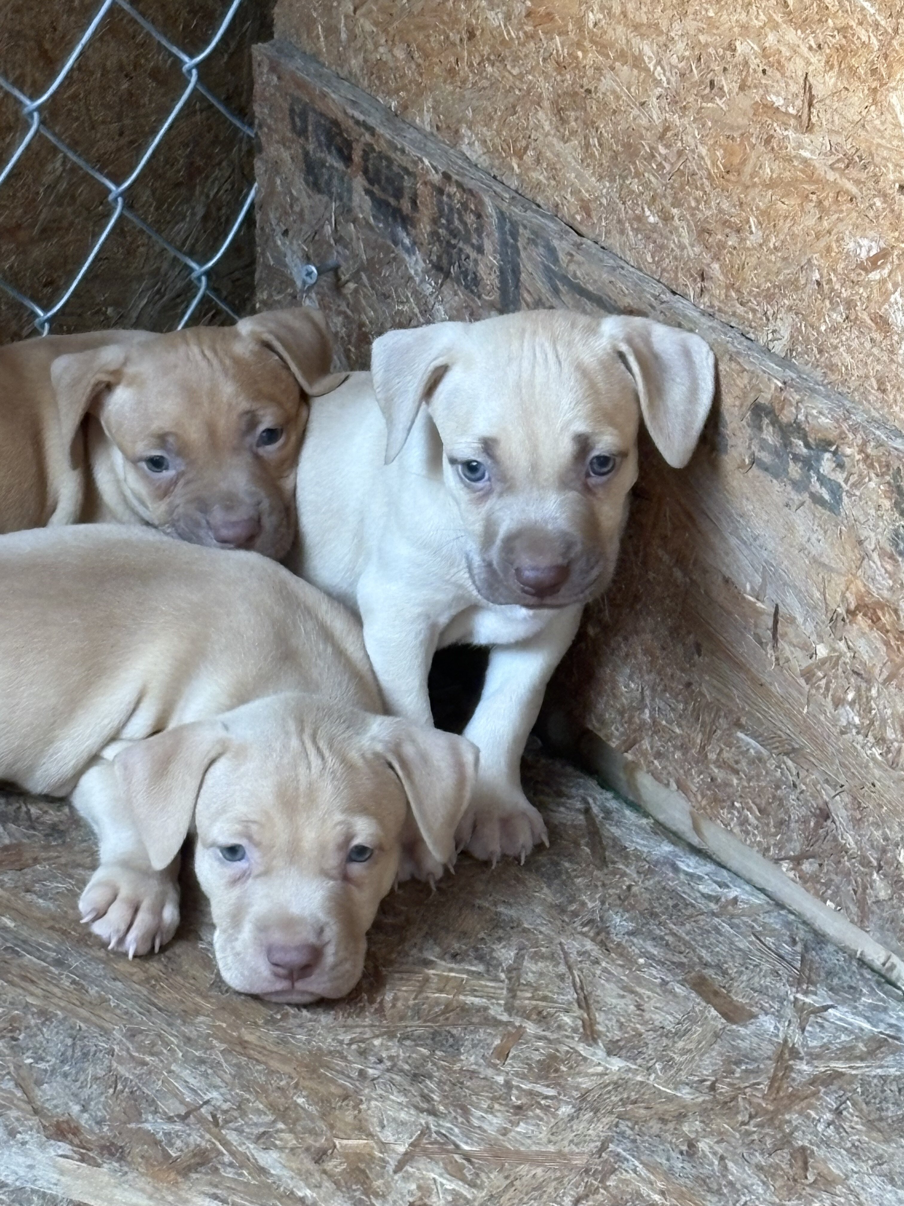 Puppies image 1