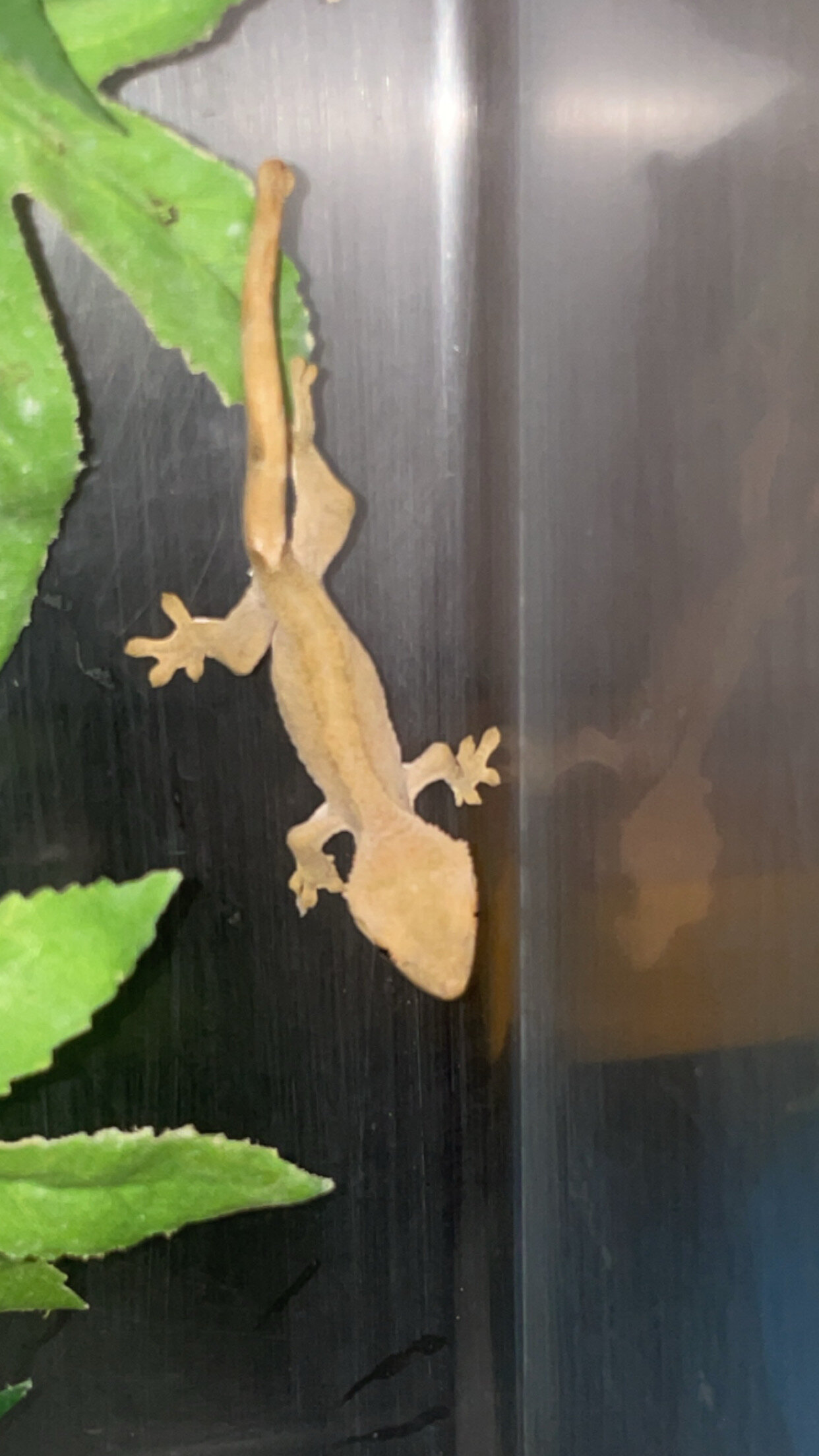 Olive Harlequin Dalmation Crested Gecko image 1