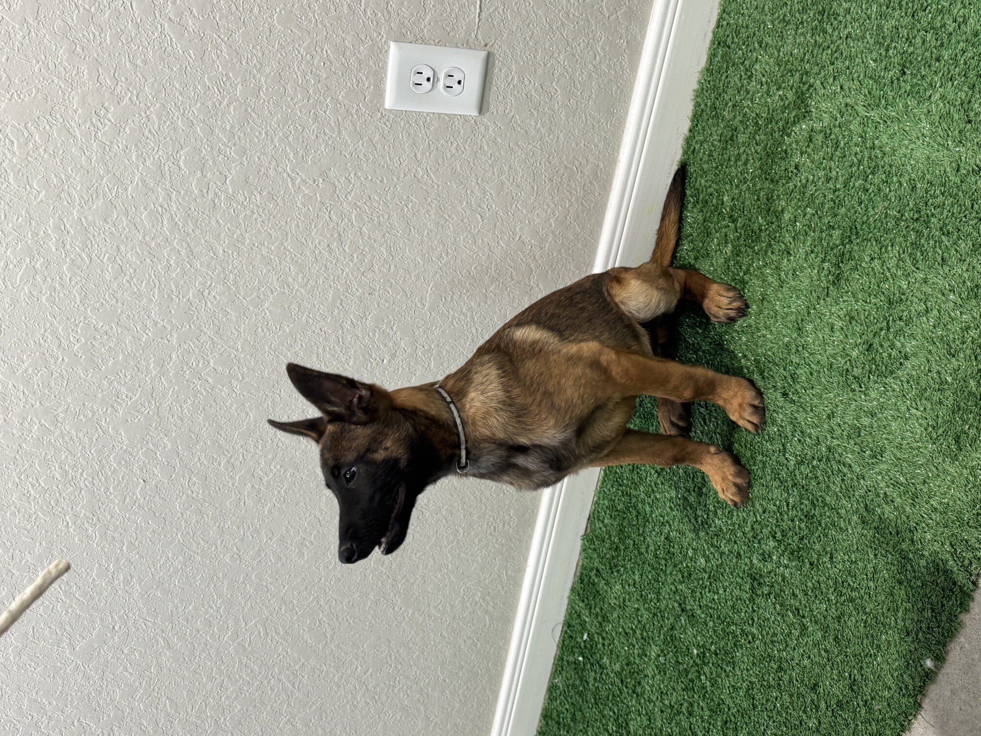 Belgian Malinois Pup – 3½ MO image 1