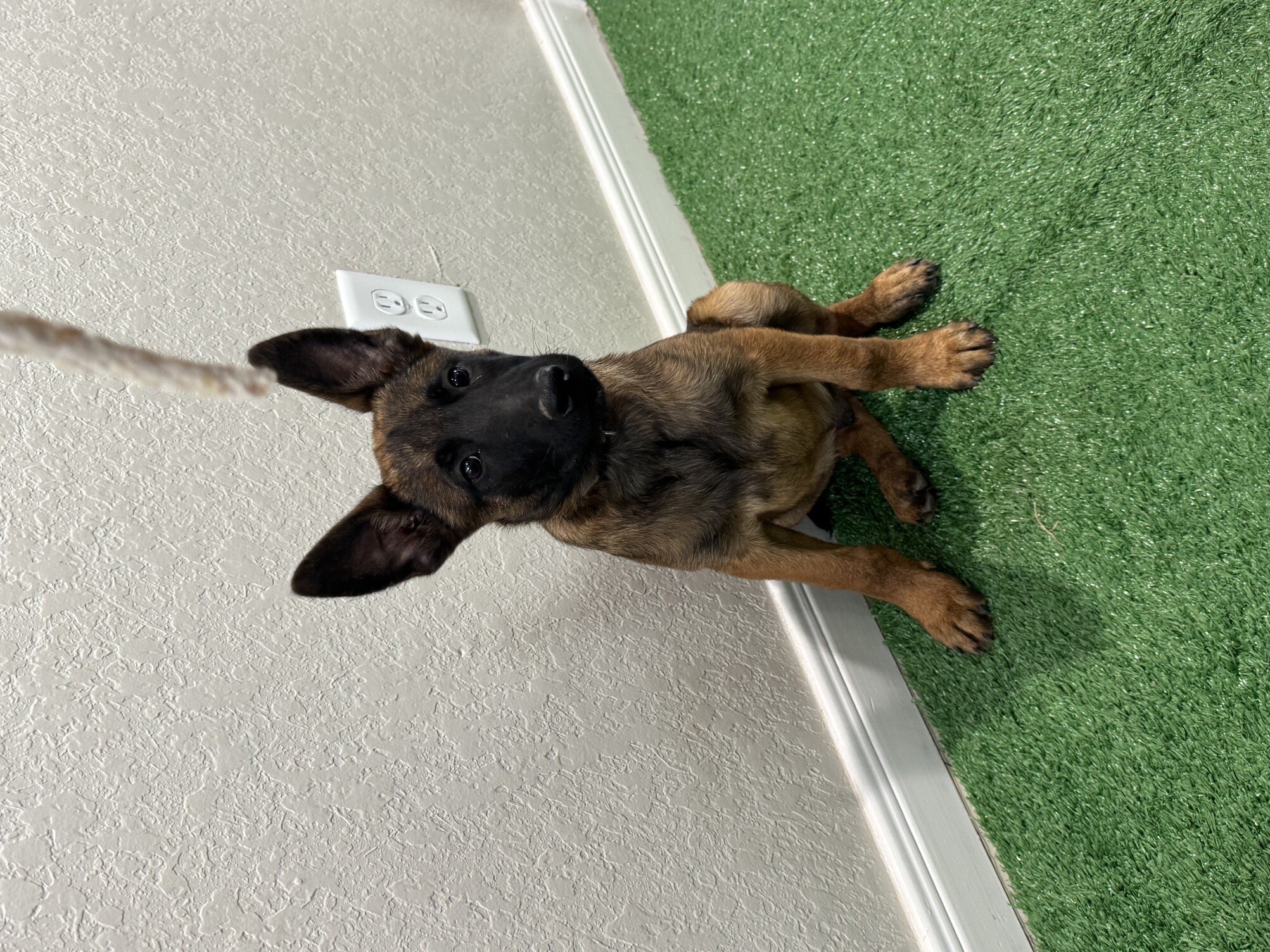 Belgian Malinois Pup – 3½ MO image 2
