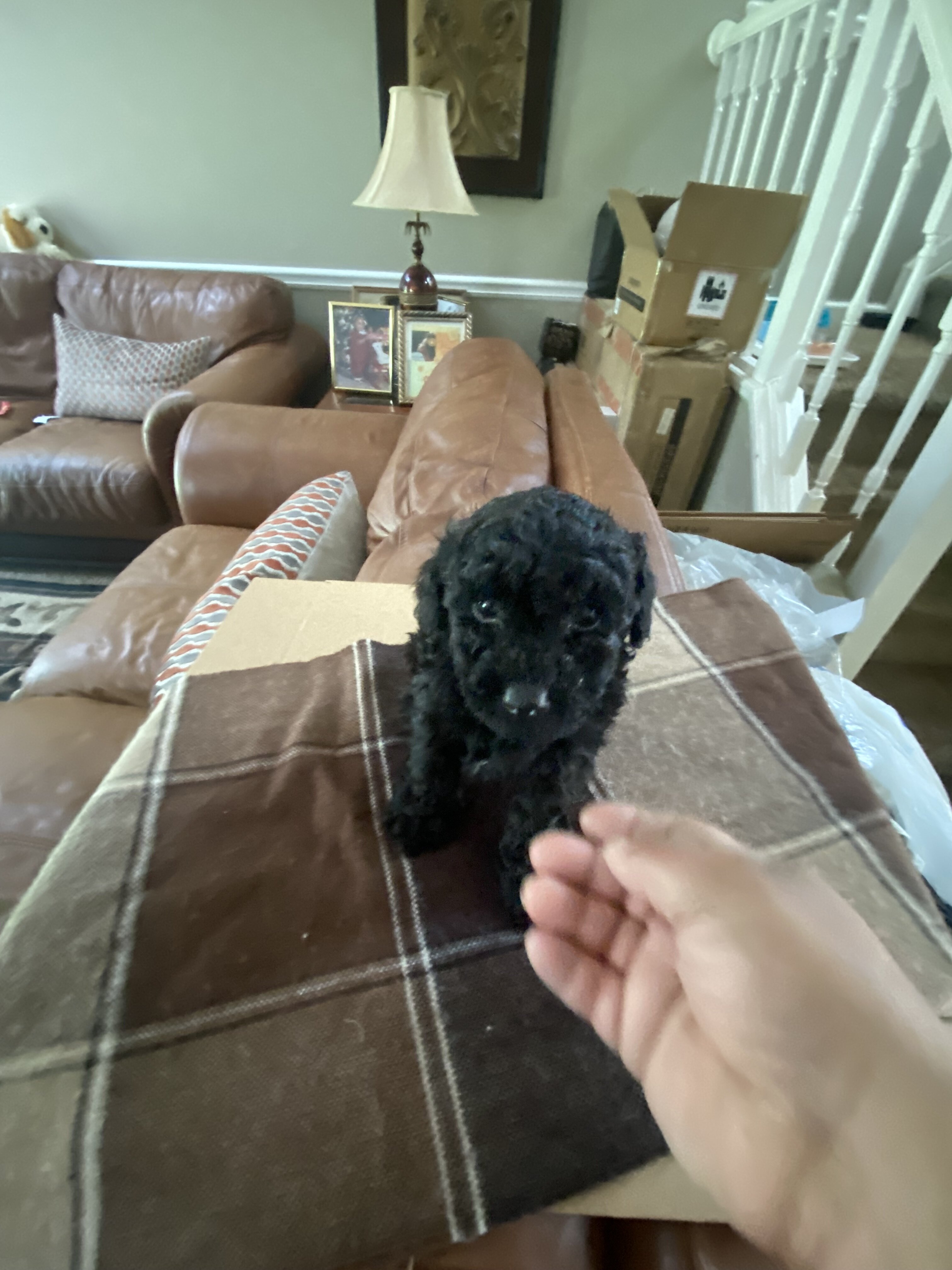Toy Poodles image 1