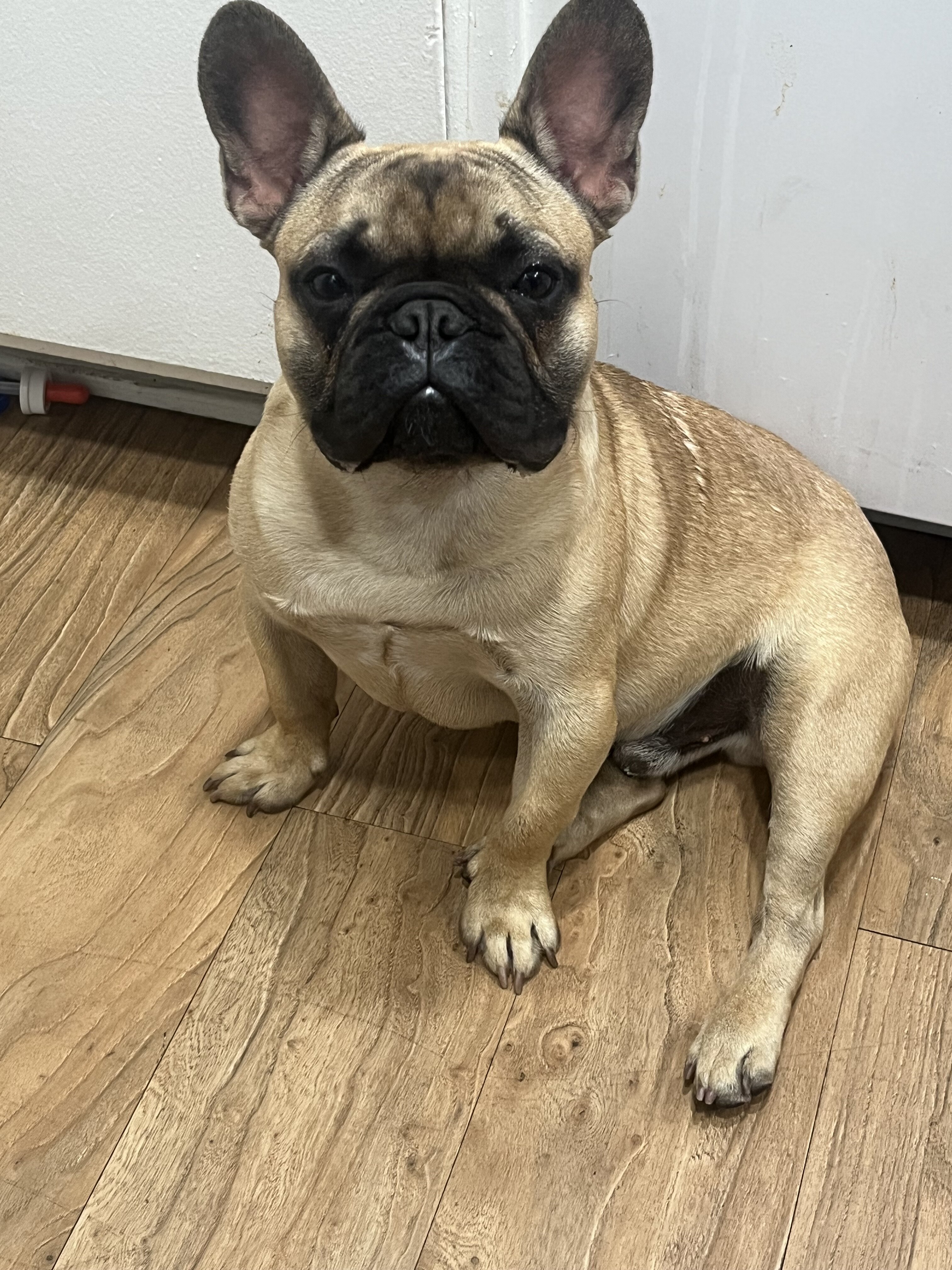 French bulldog image 1
