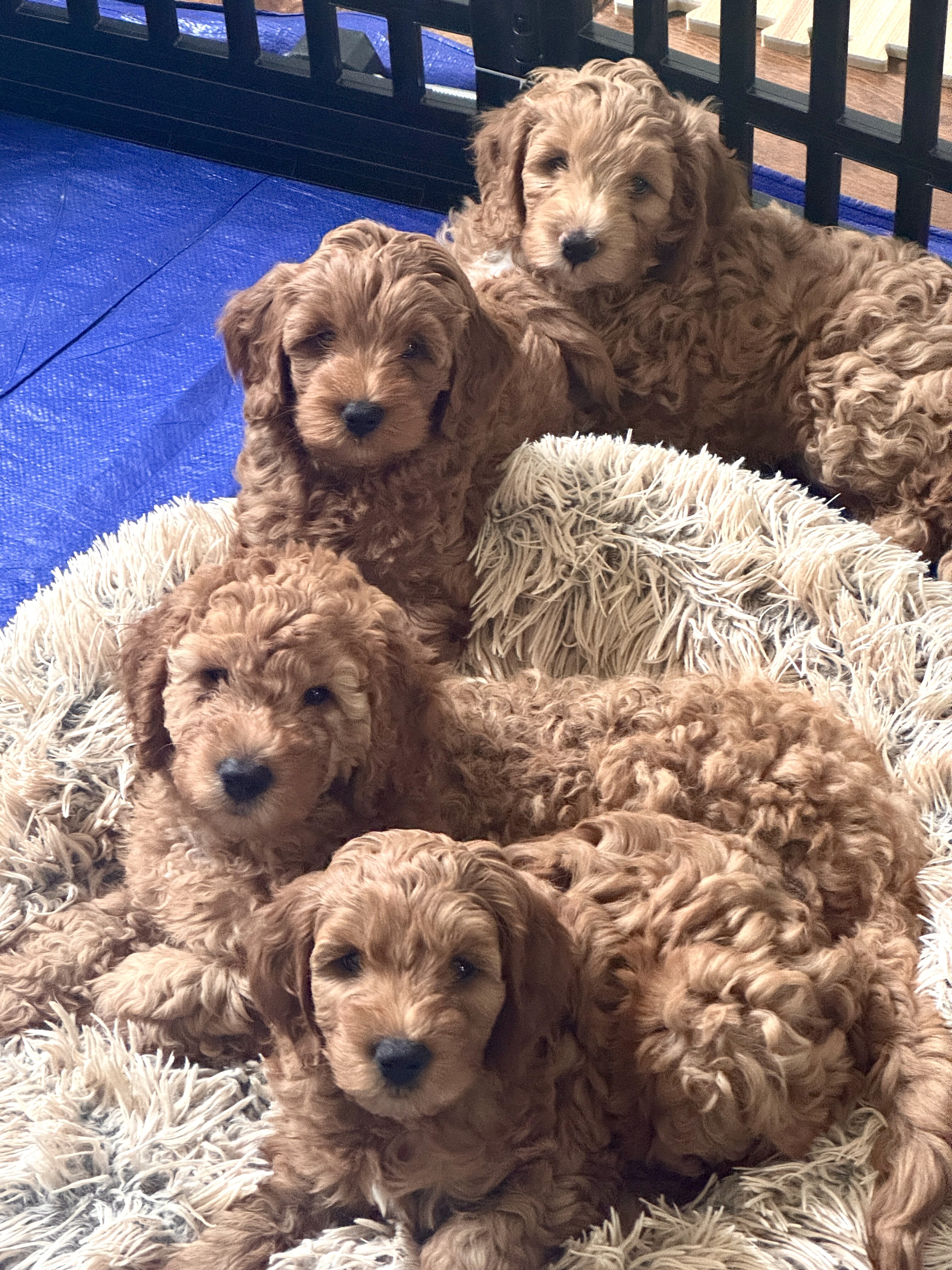 Miniature Golden Doodles image 1