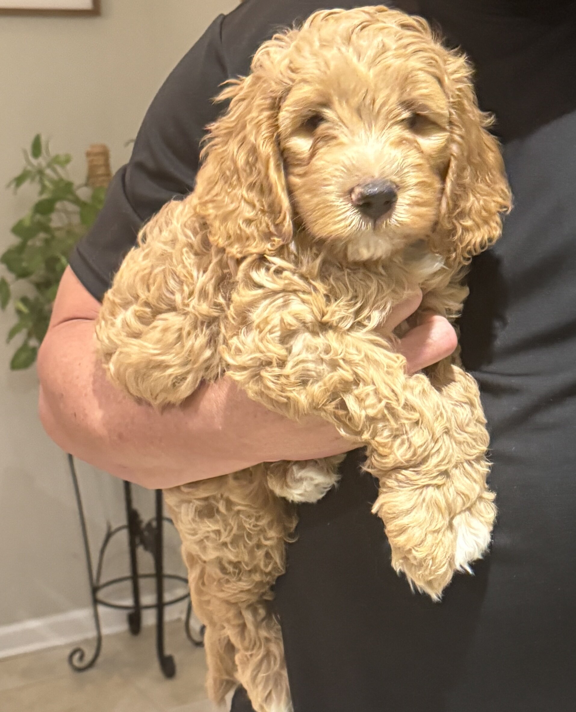Miniature Golden Doodles image 2