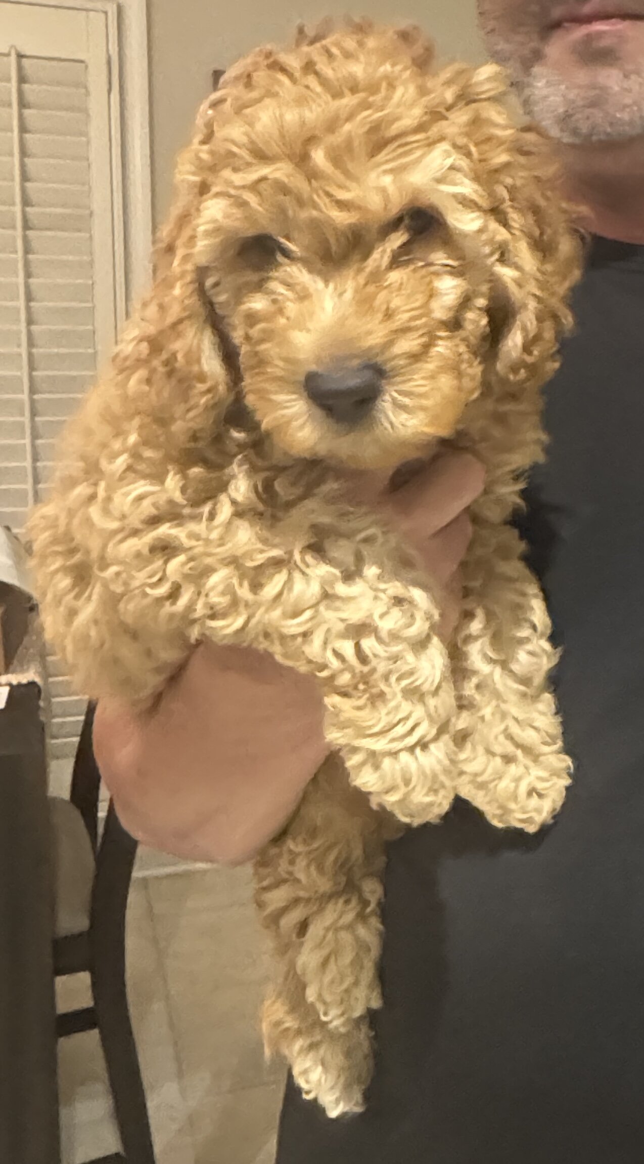 Miniature Golden Doodles image 3