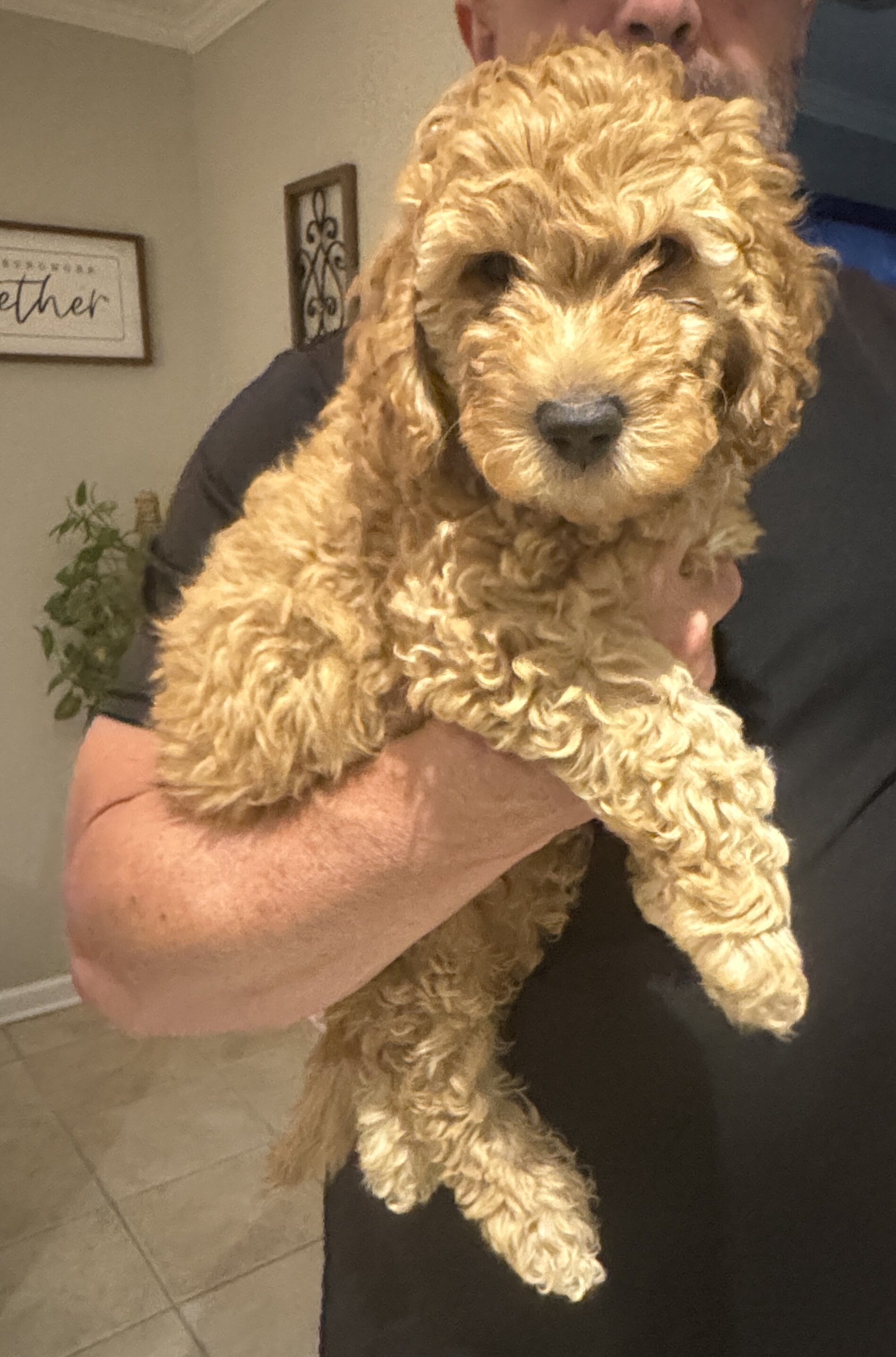 Miniature Golden Doodles image 5
