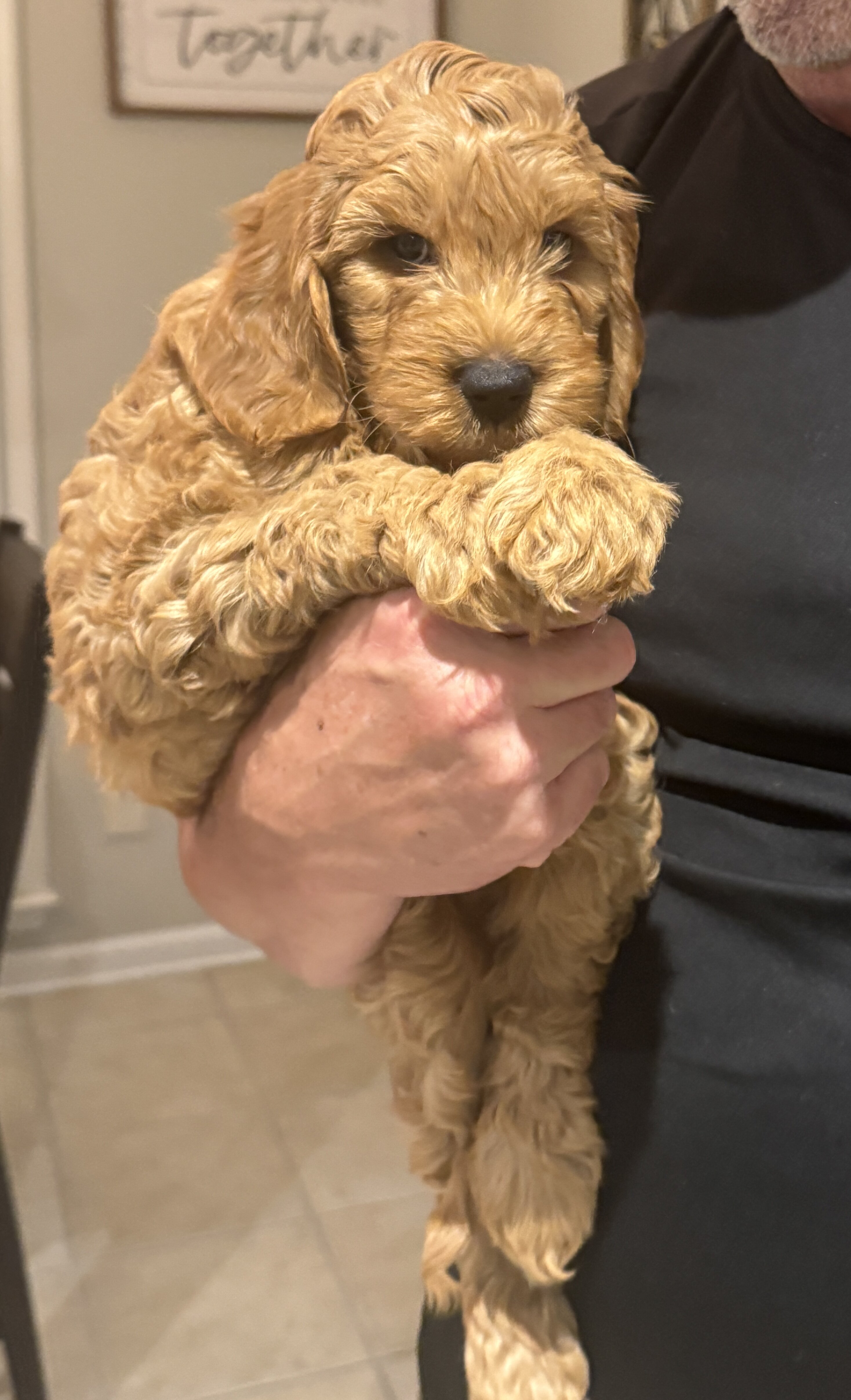 Miniature Golden Doodles image 4