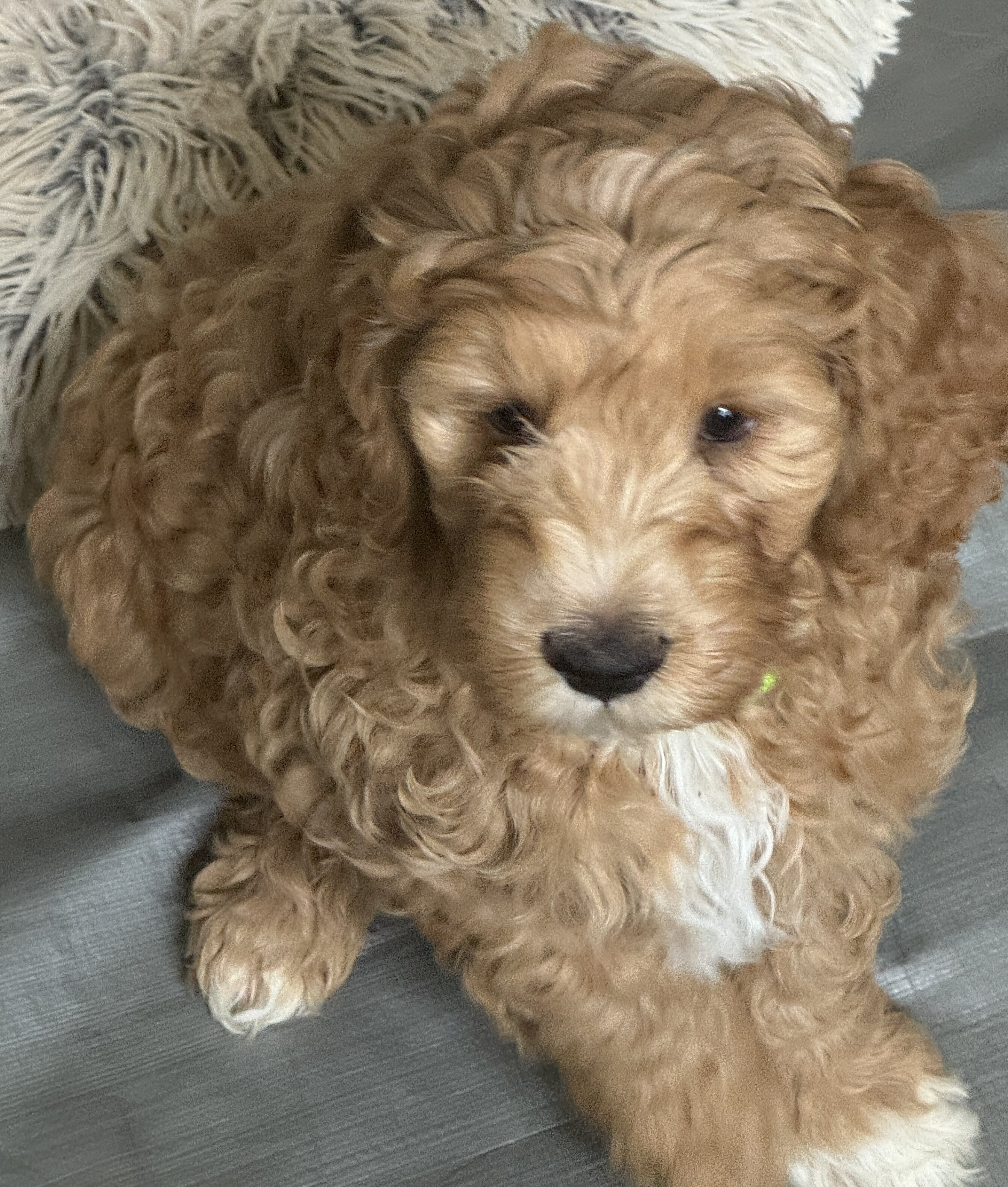Miniature Golden Doodles image 6