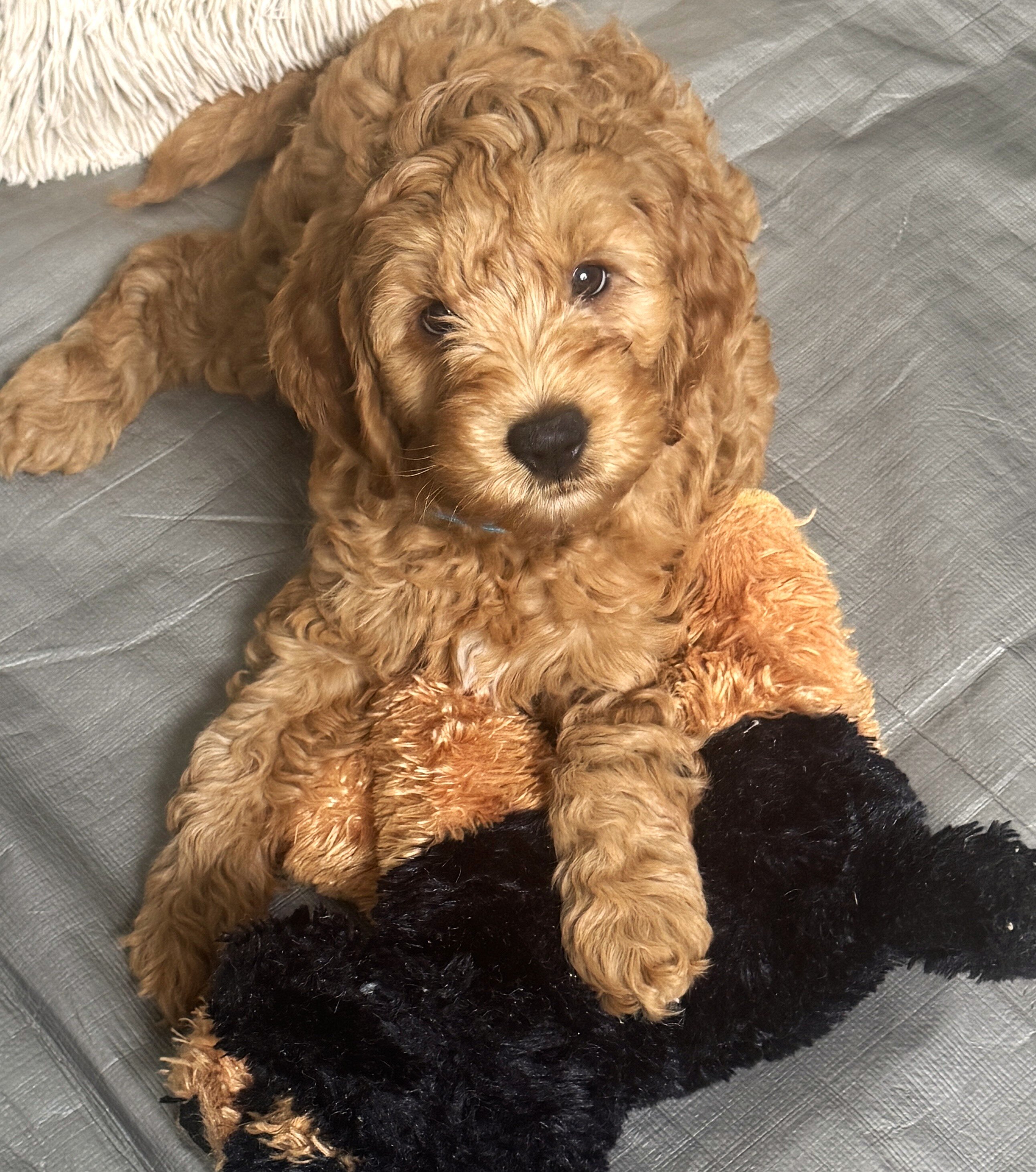 Miniature Golden Doodles image 9