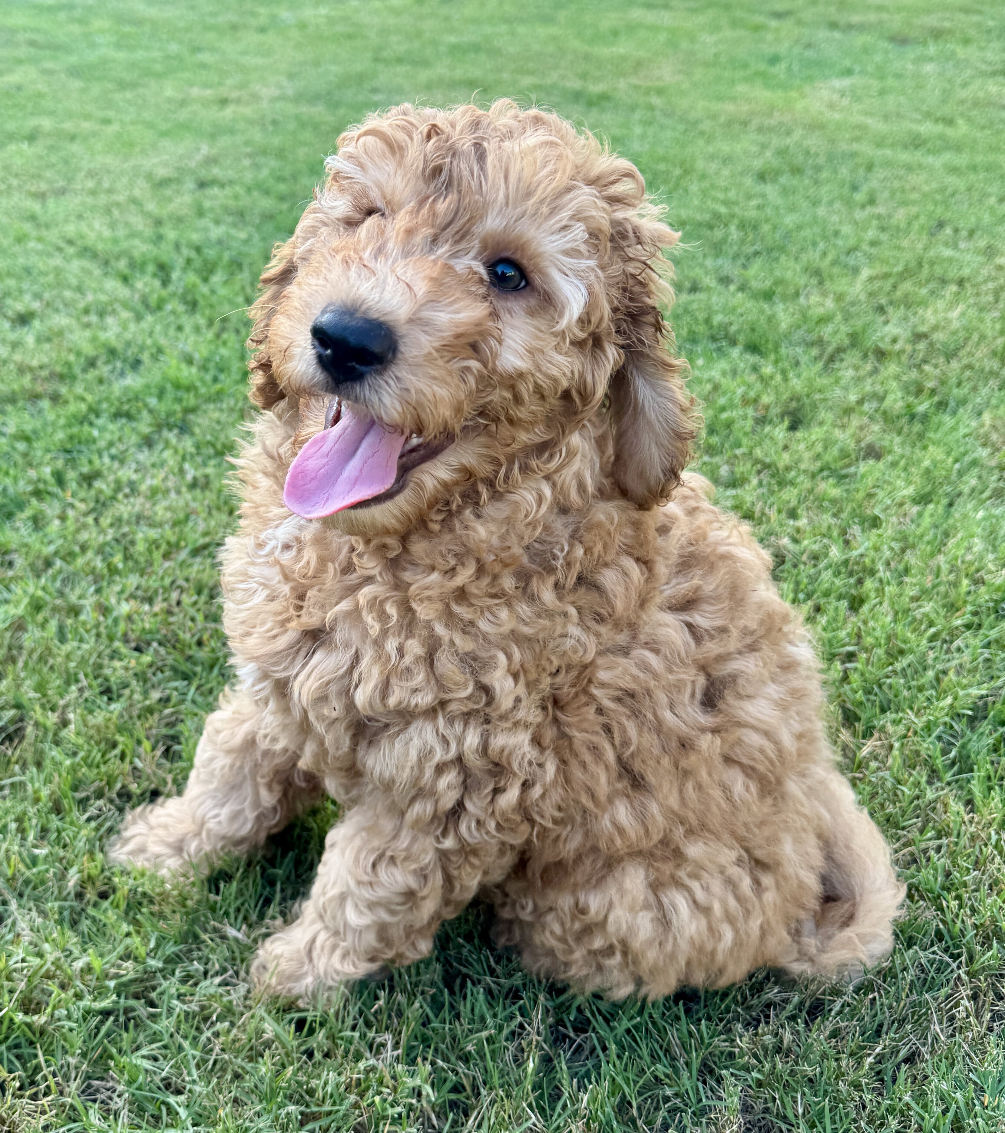 Miniature Golden Doodles image 7