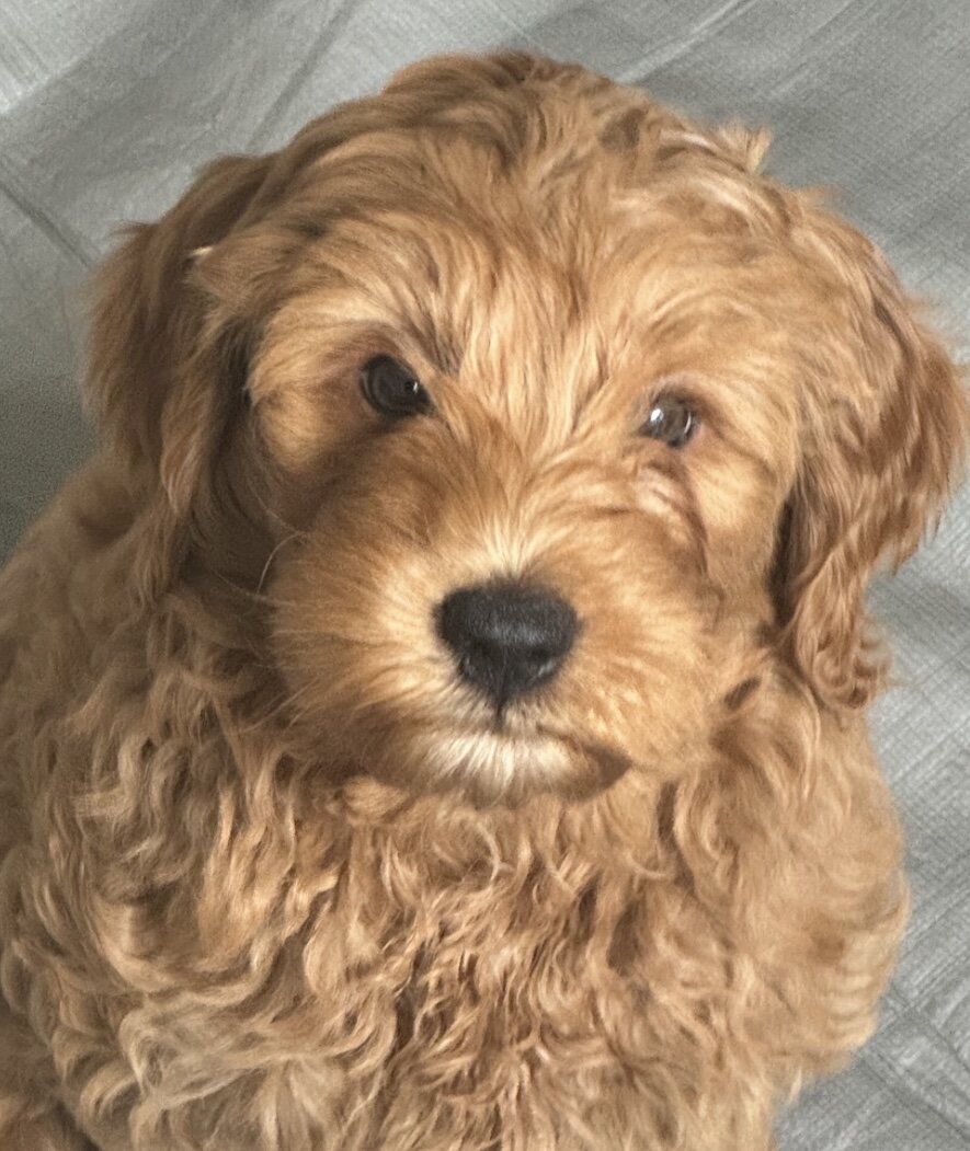 Miniature Golden Doodles image 8