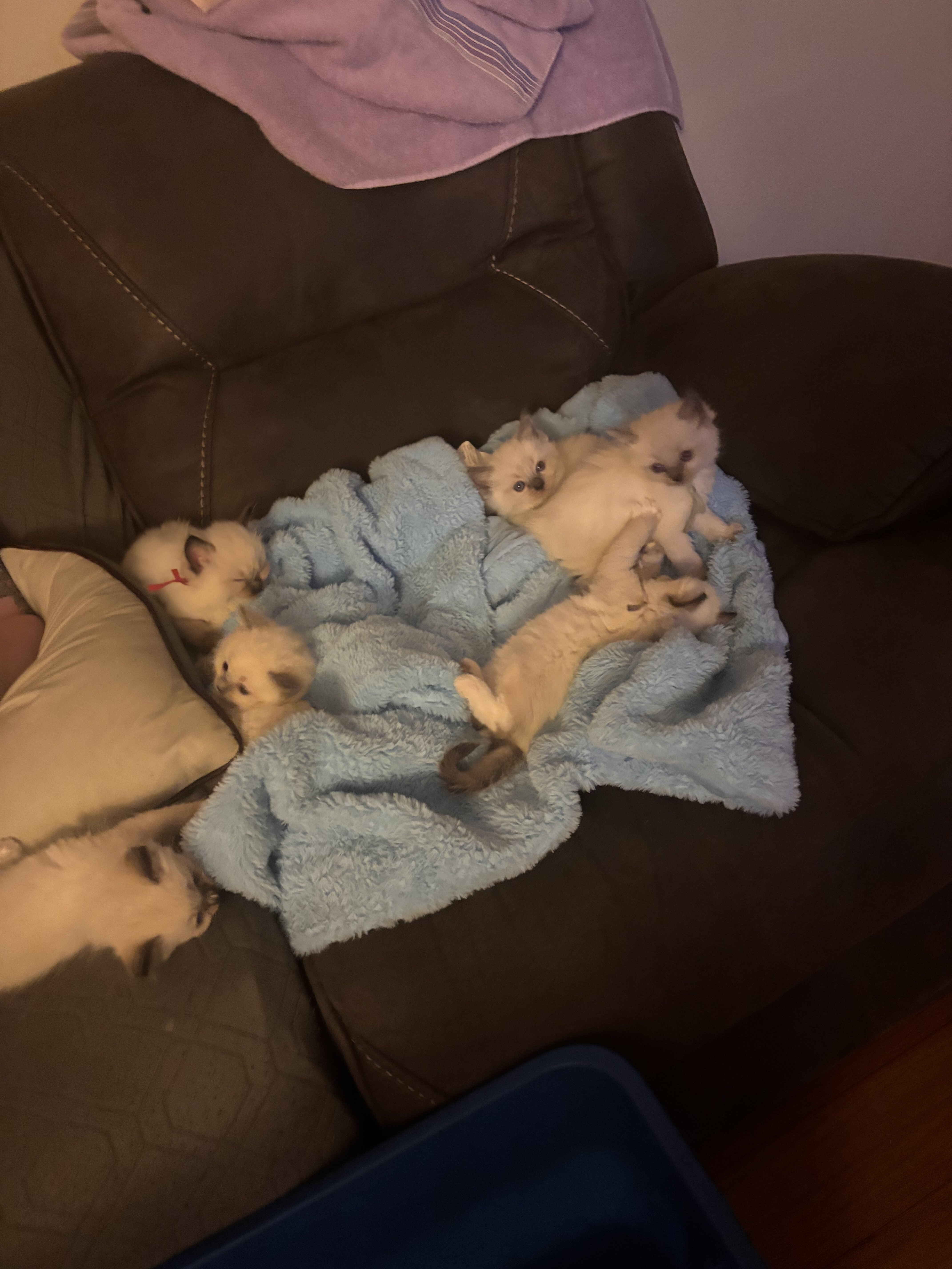 Ragdoll kittens image 5