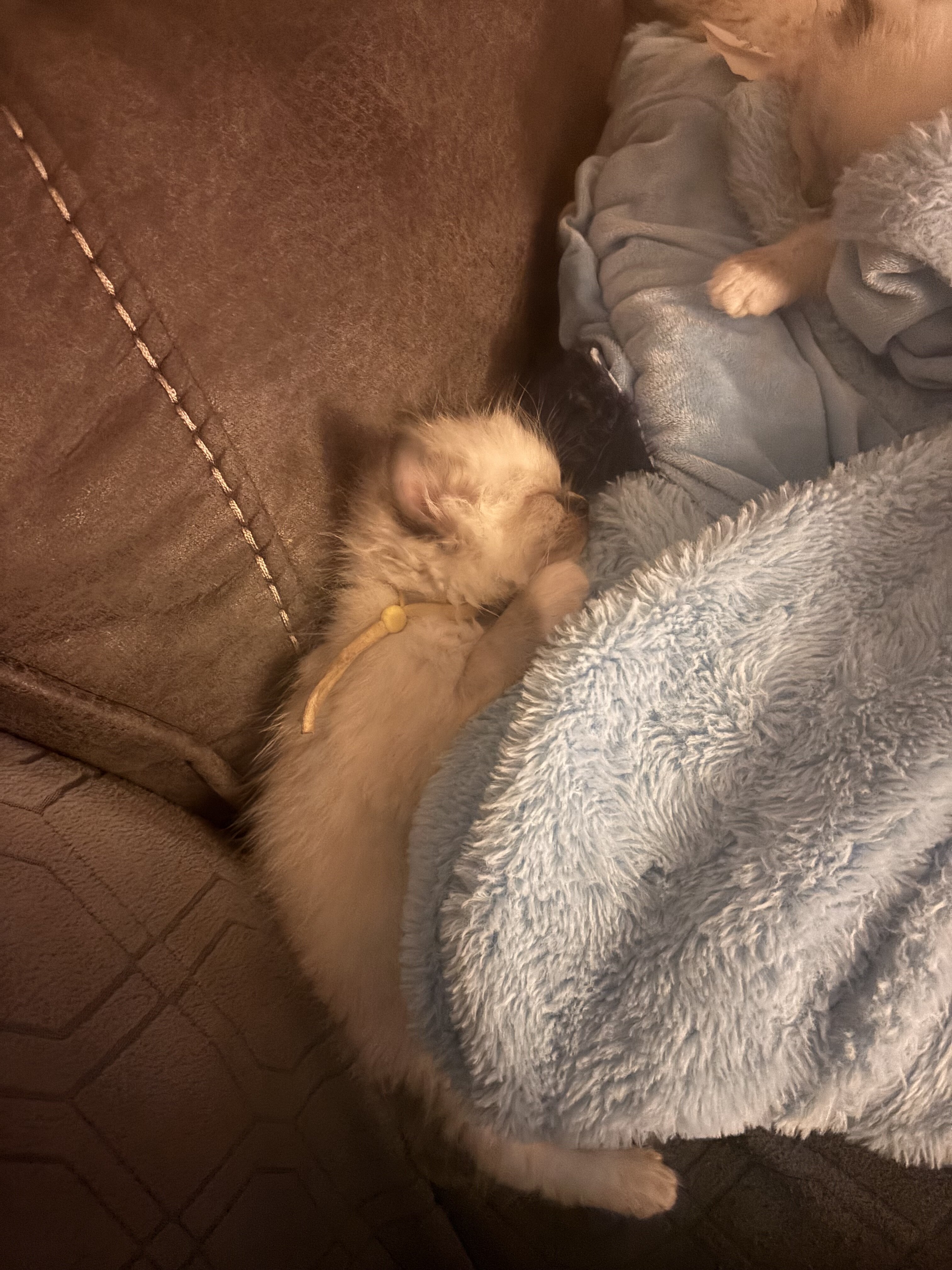 Ragdoll kittens image 4