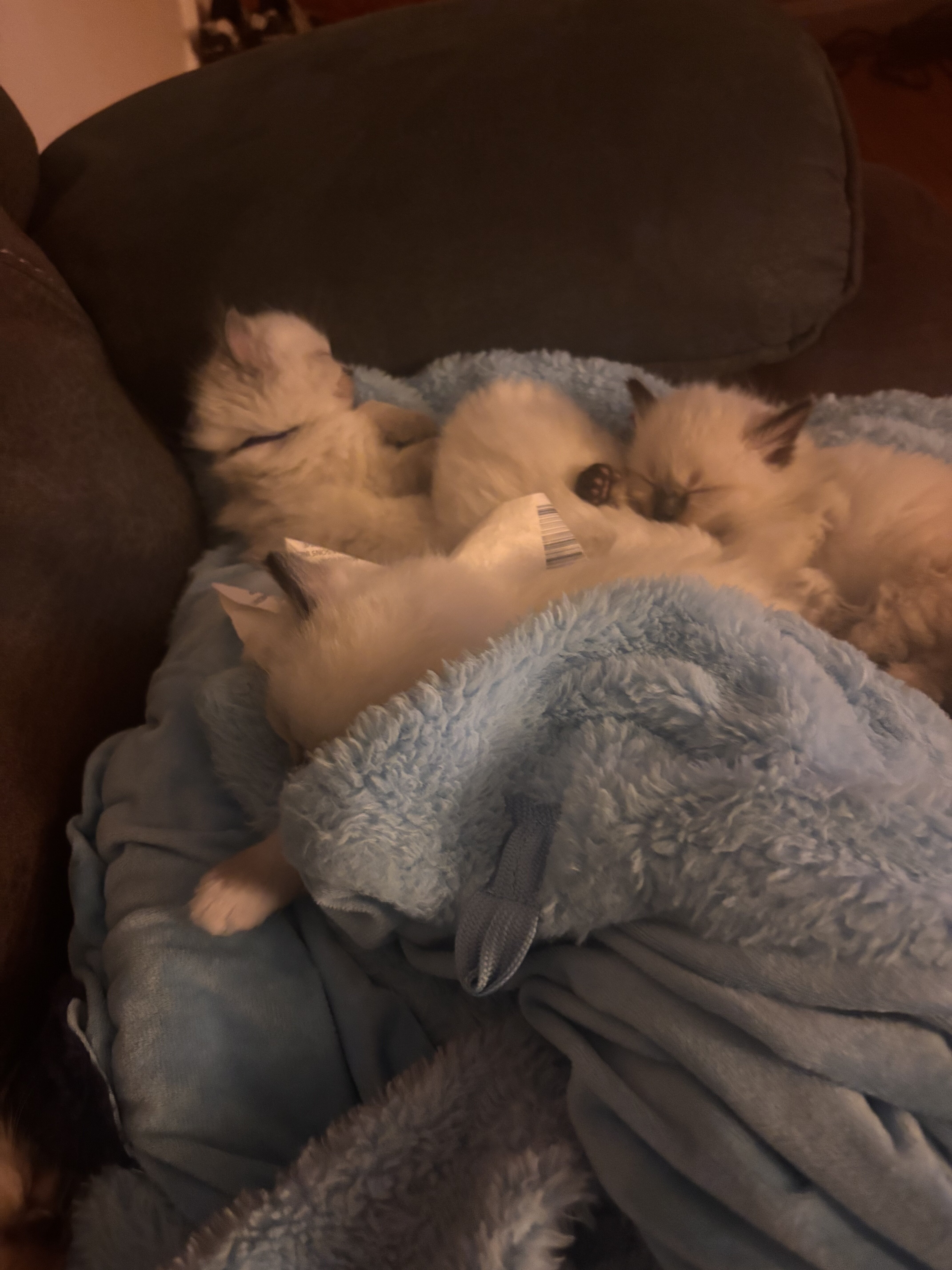 Ragdoll kittens image 3