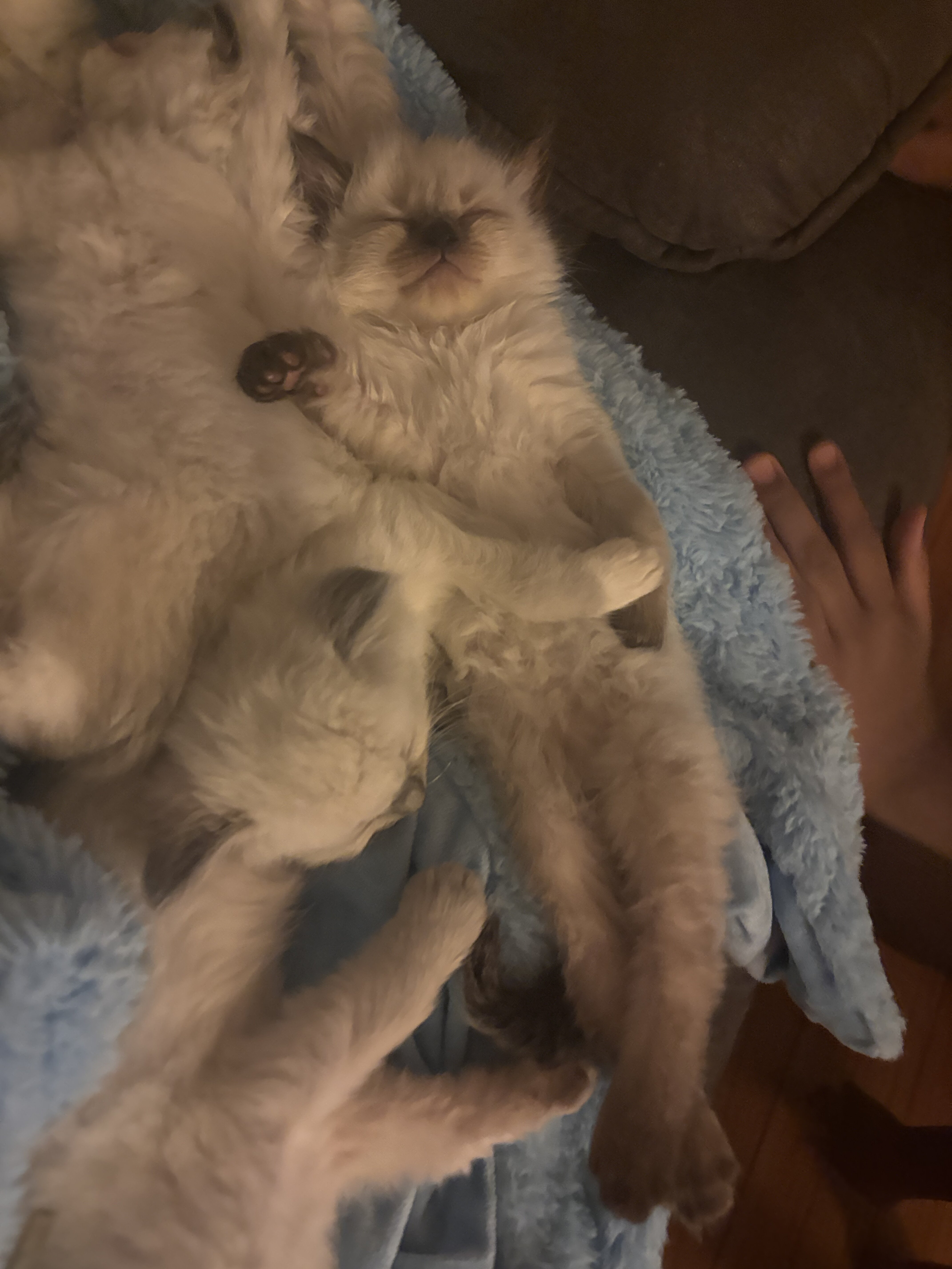 Ragdoll kittens image 1