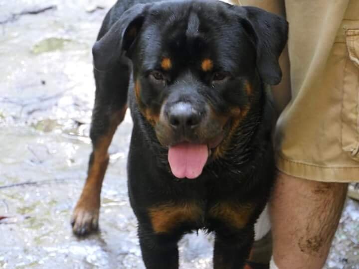 Rottweiler puppies image 7