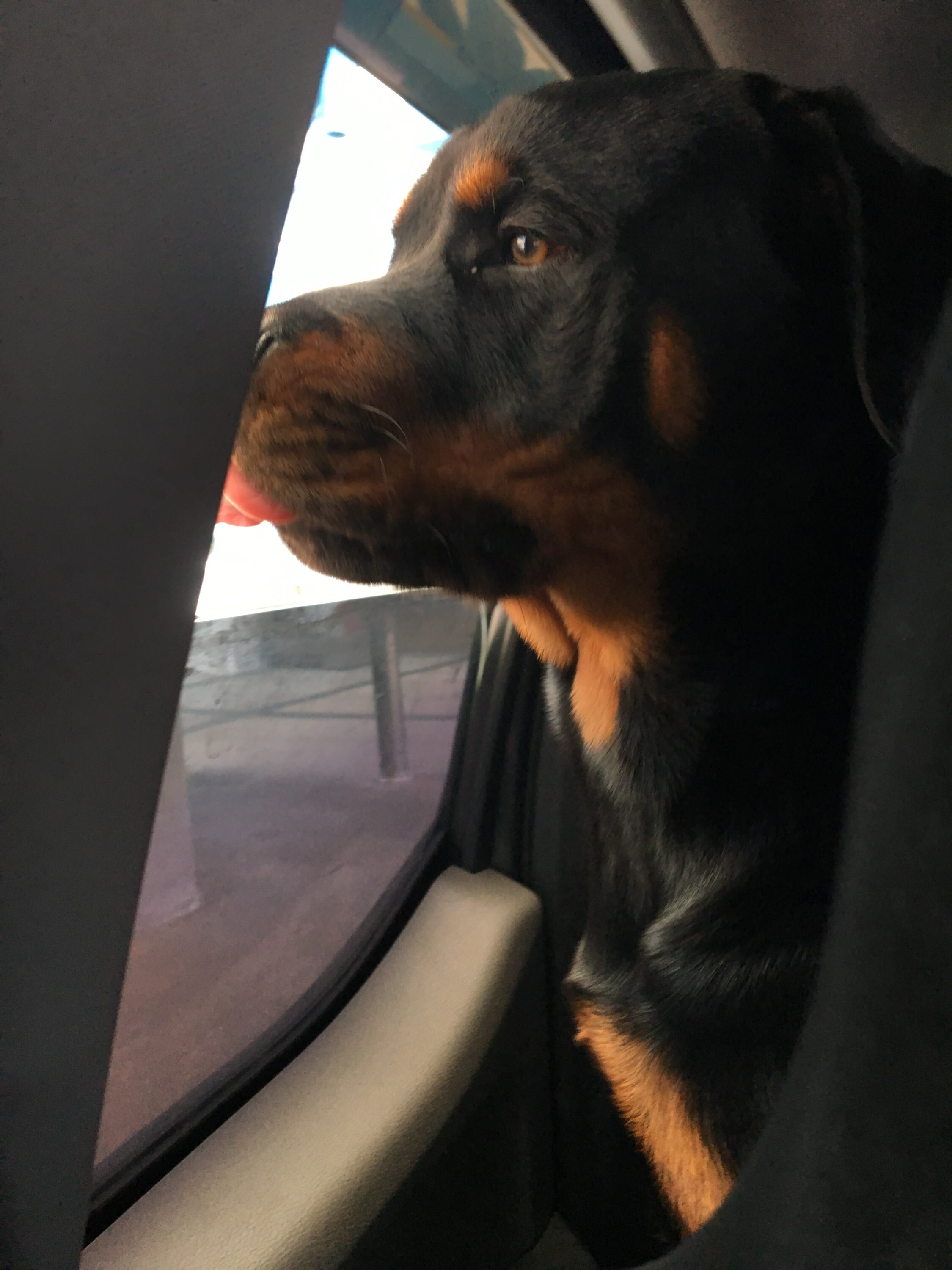 Rottweiler puppies image 6