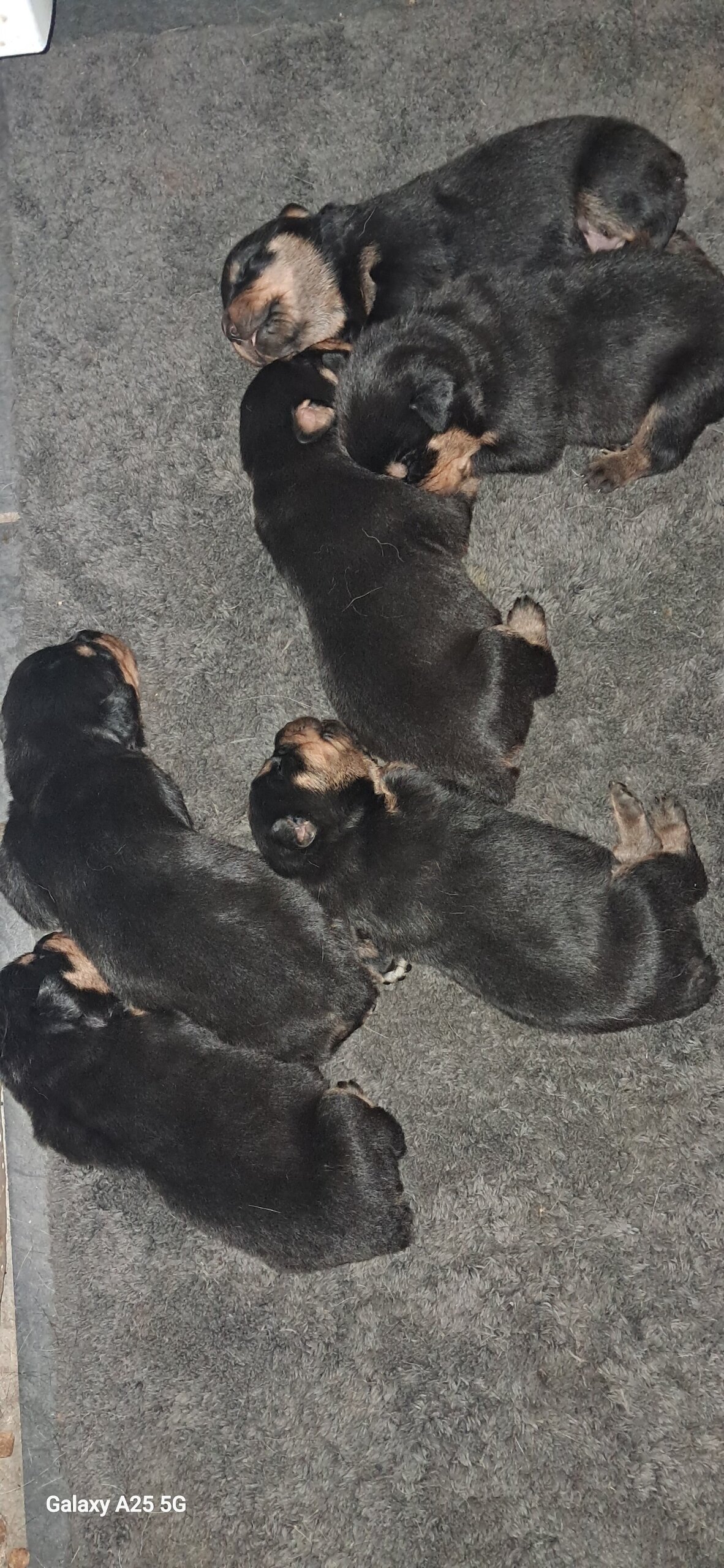 Rottweiler puppies image 5