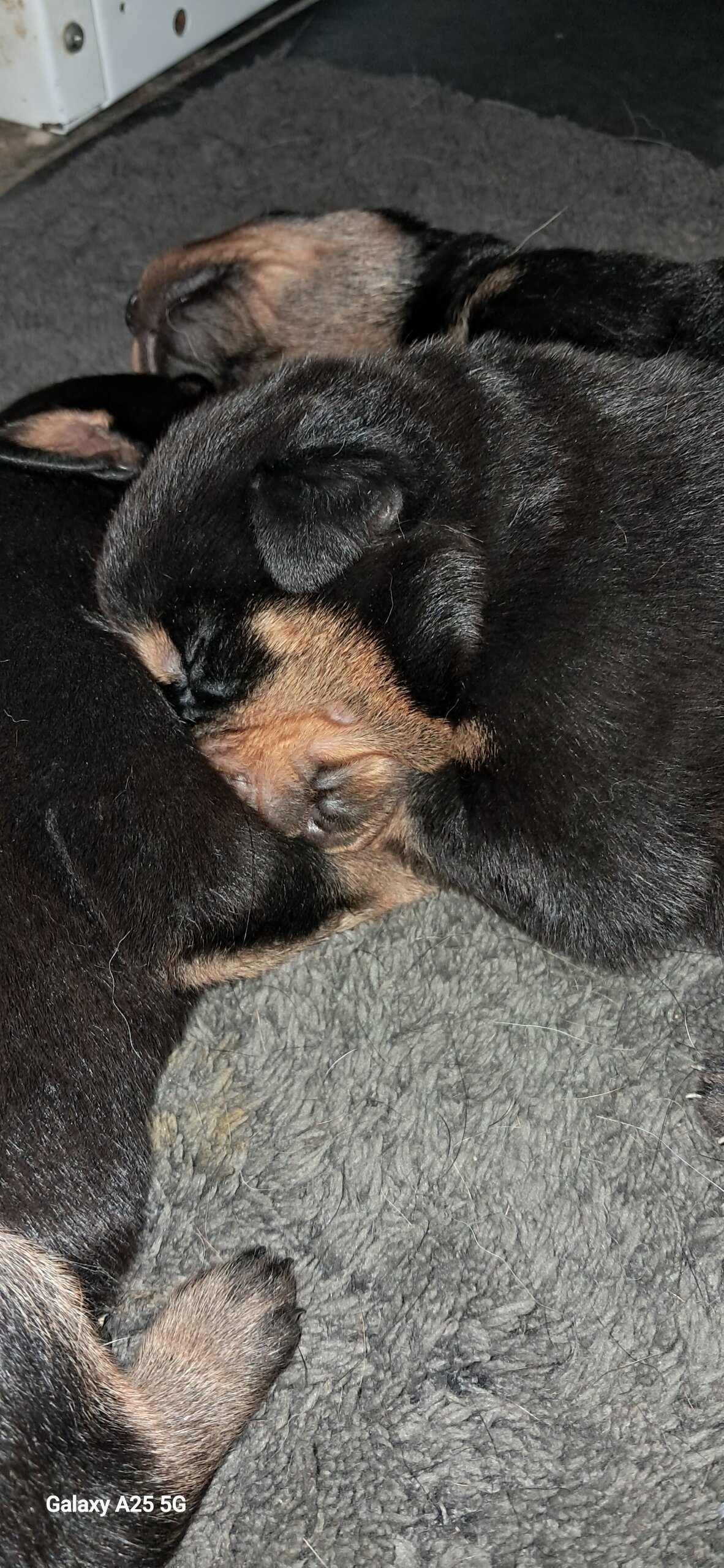 Rottweiler puppies image 4
