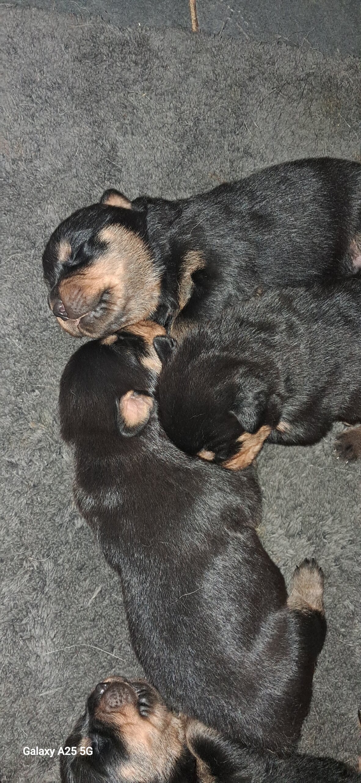 Rottweiler puppies image 3