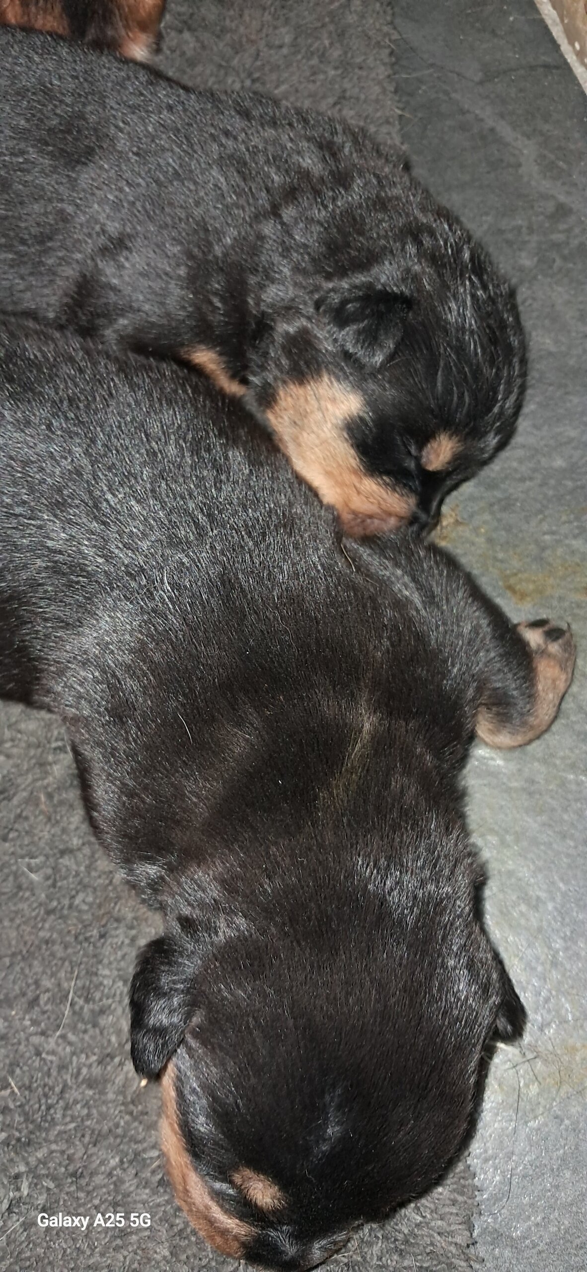 Rottweiler puppies image 2