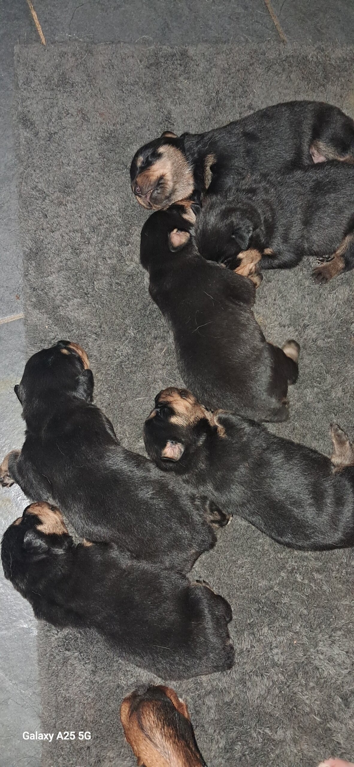 Rottweiler puppies image 1