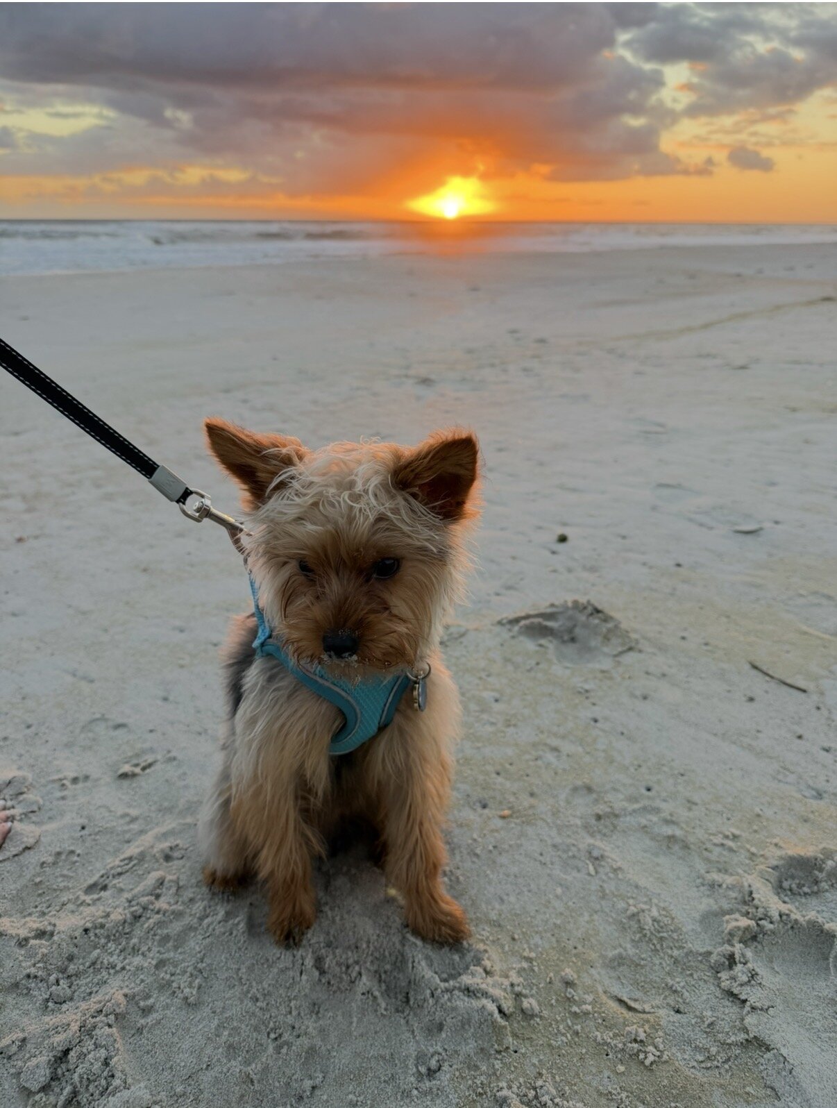 Yorkie image 1