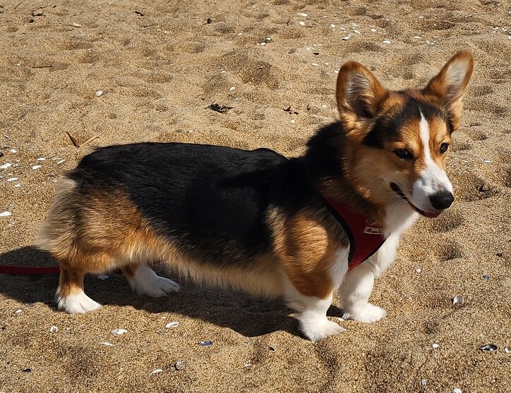 Pembrooke Welsh Corgi's image 1