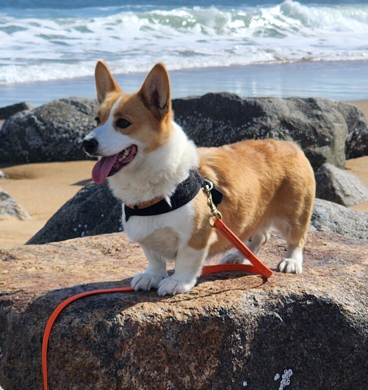 Pembrooke Welsh Corgi's image 2