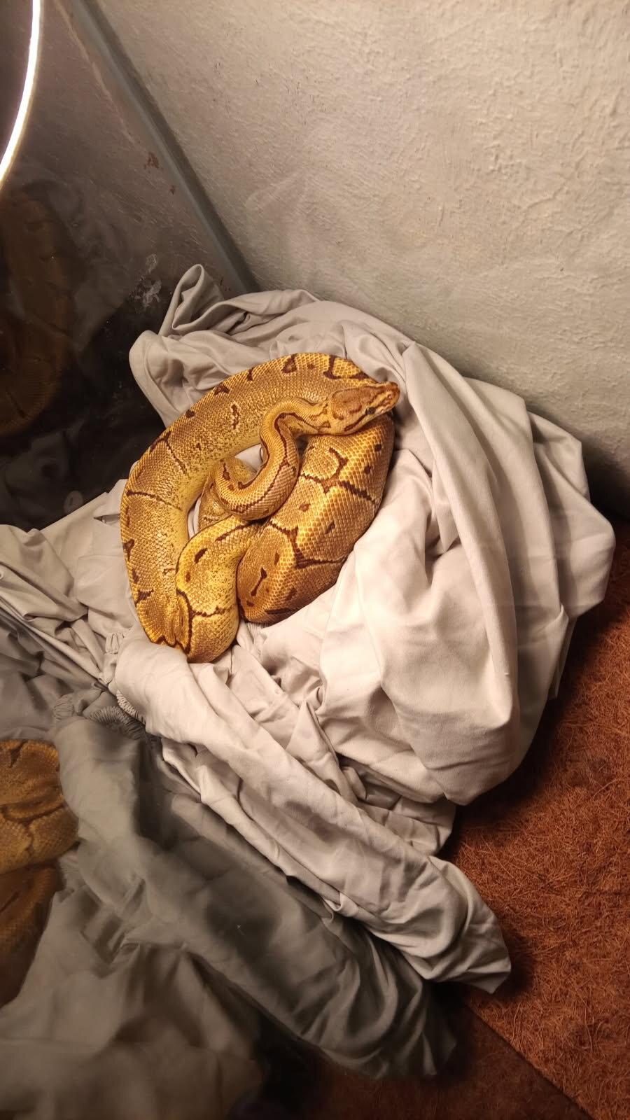 Rehoming good dogs and ball python snake image 4