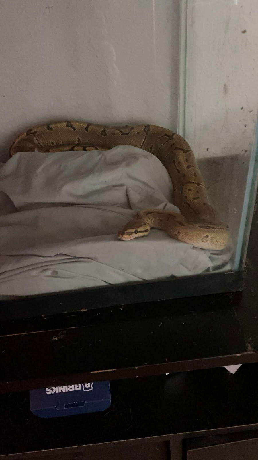 Rehoming good dogs and ball python snake image 5