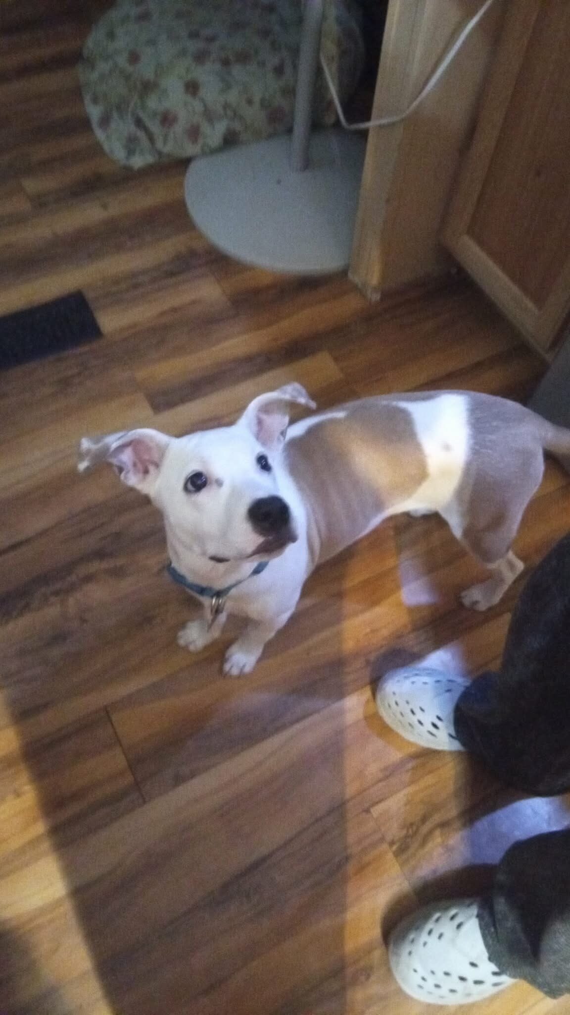 Rehoming good dogs and ball python snake image 3