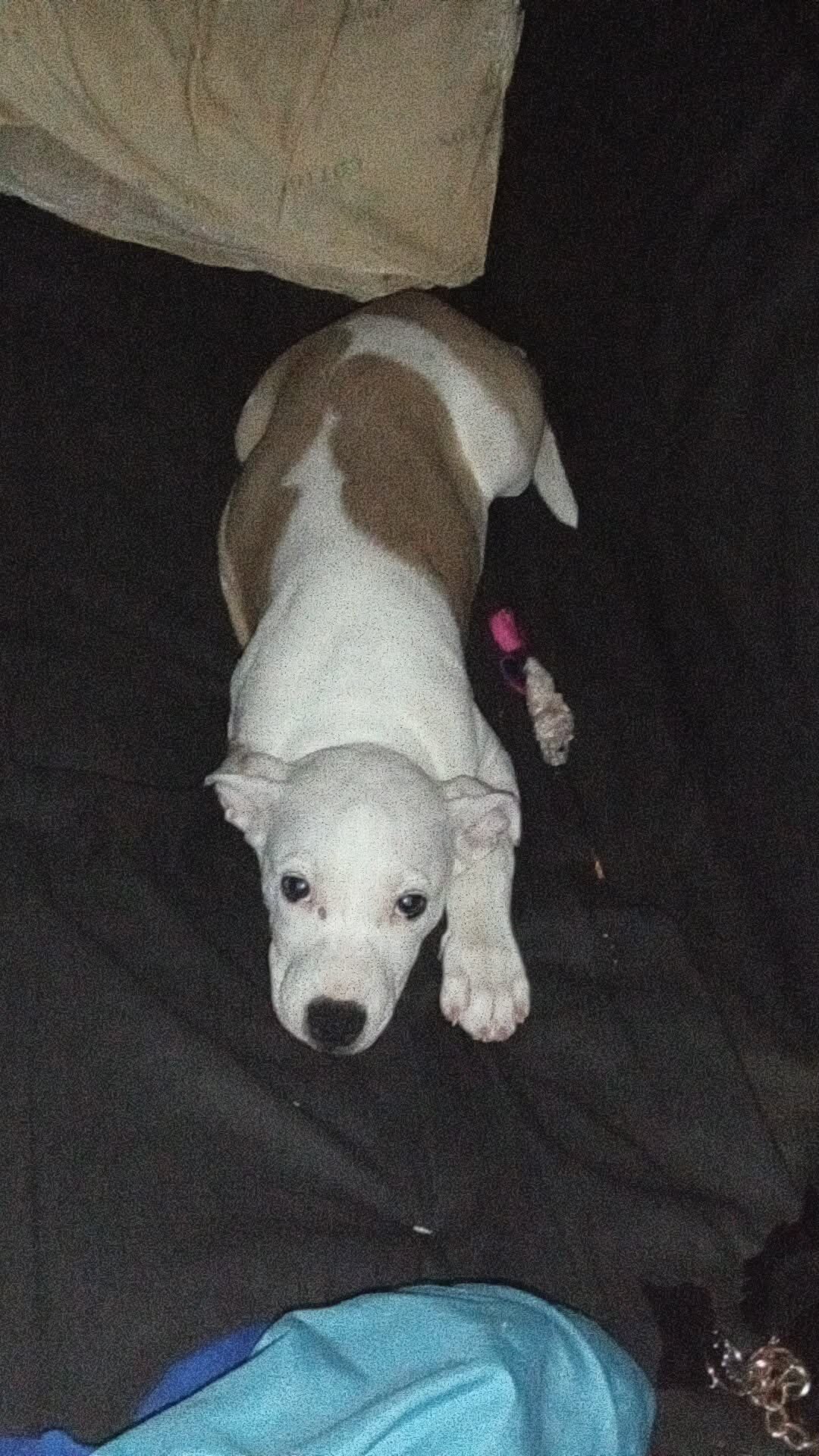 Rehoming good dogs and ball python snake image 2