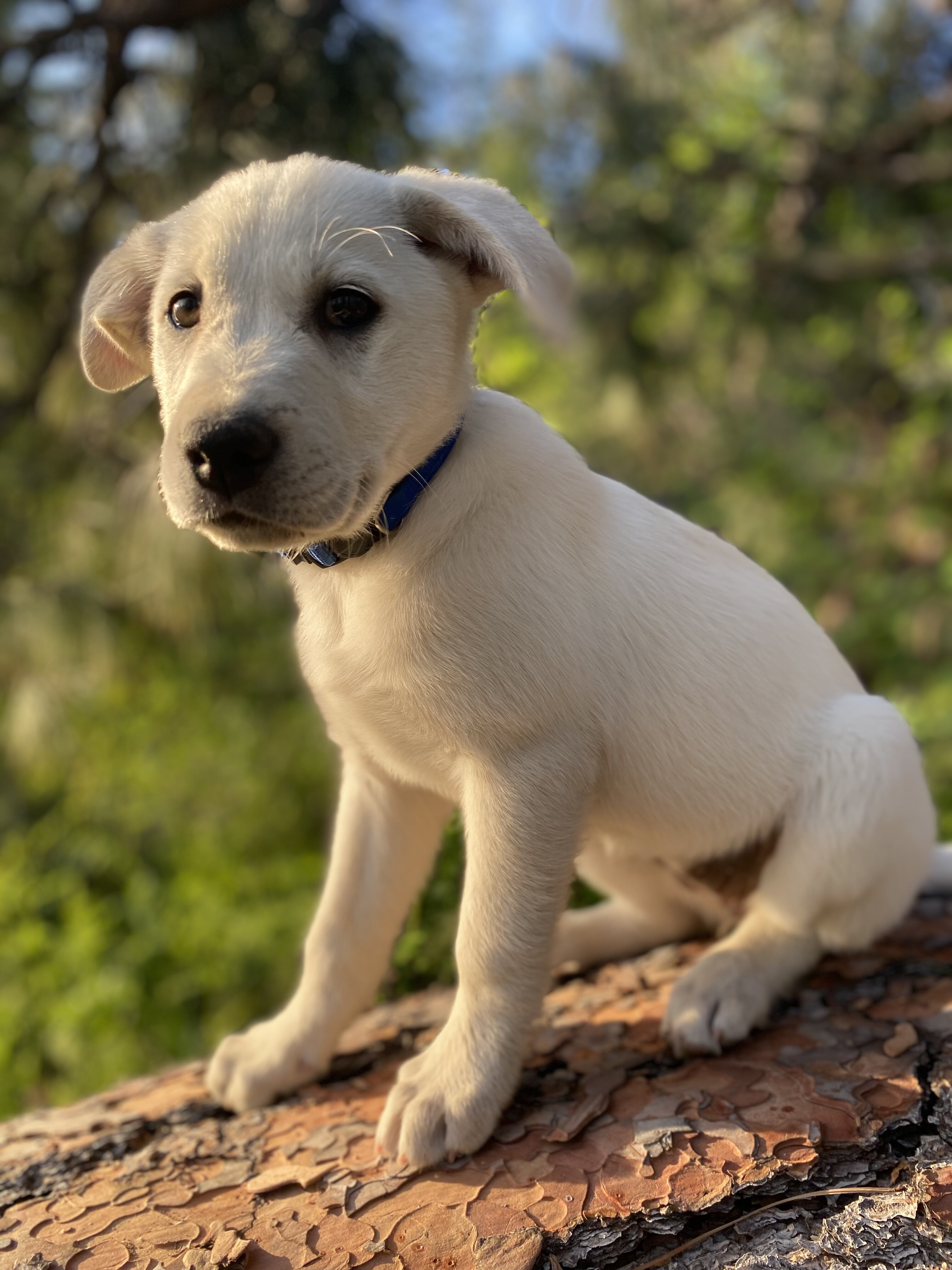 White lab image 1