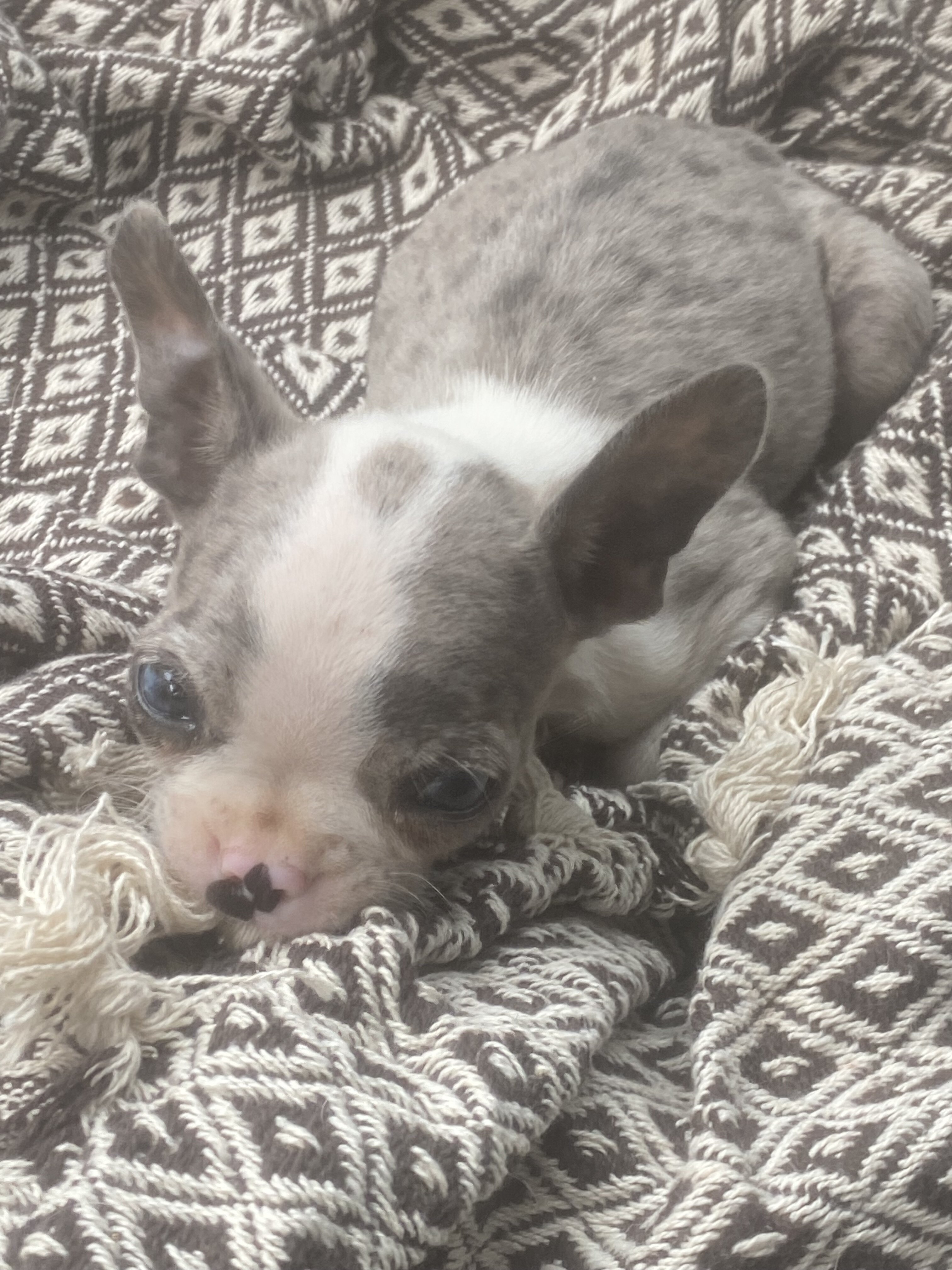 Merle make Boston terrier image 1