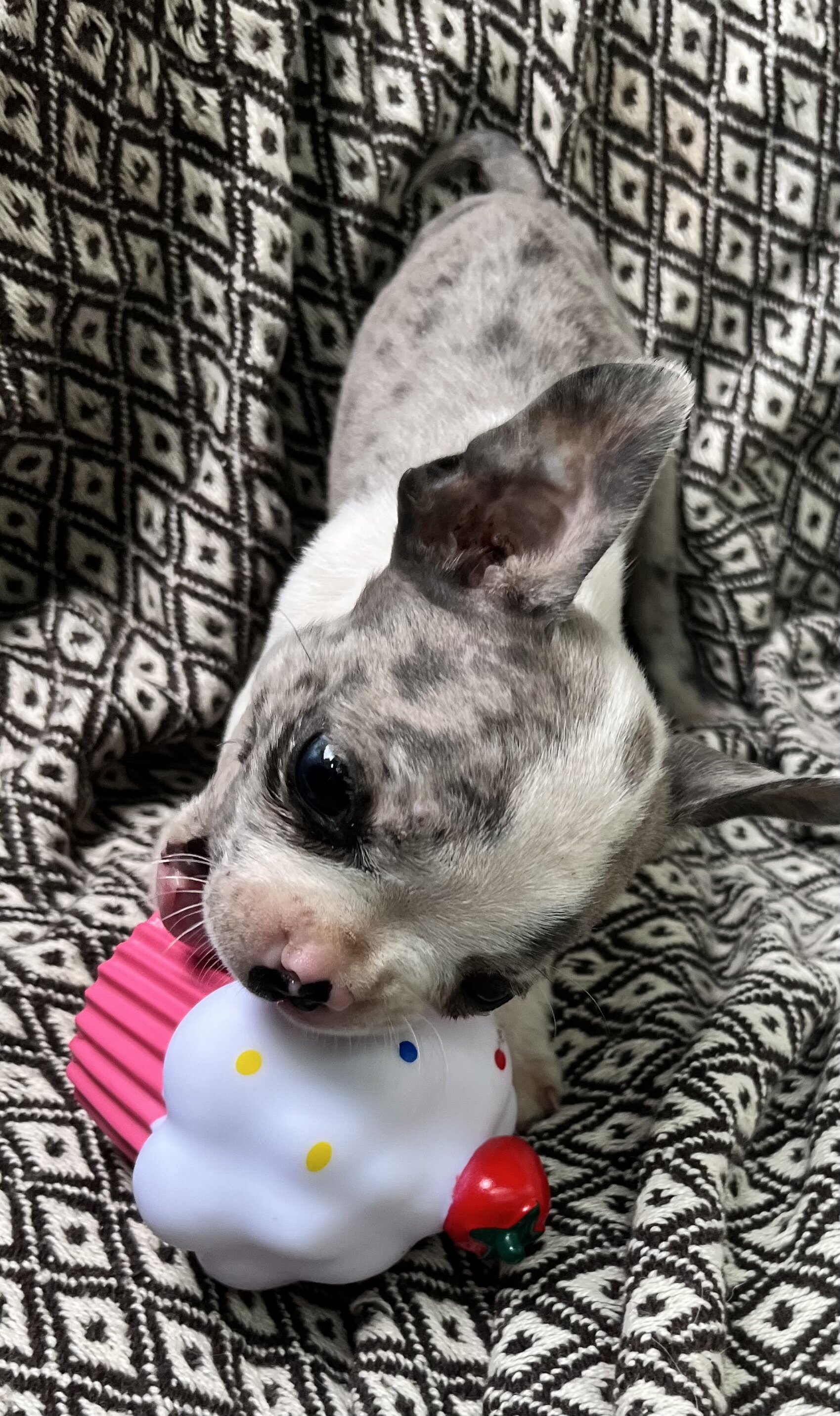 Merle make Boston terrier image 2