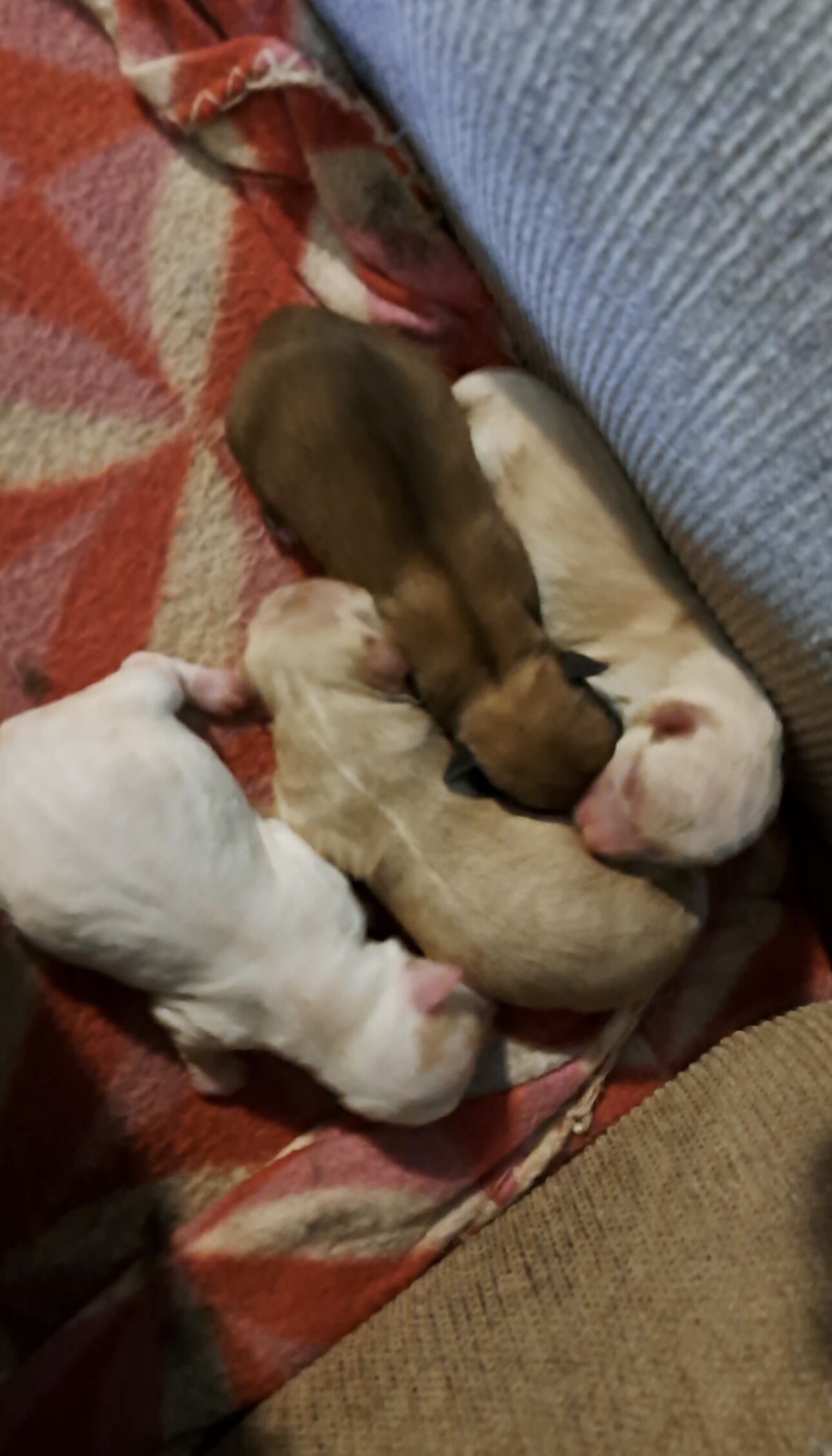 Chihuahuas image 2