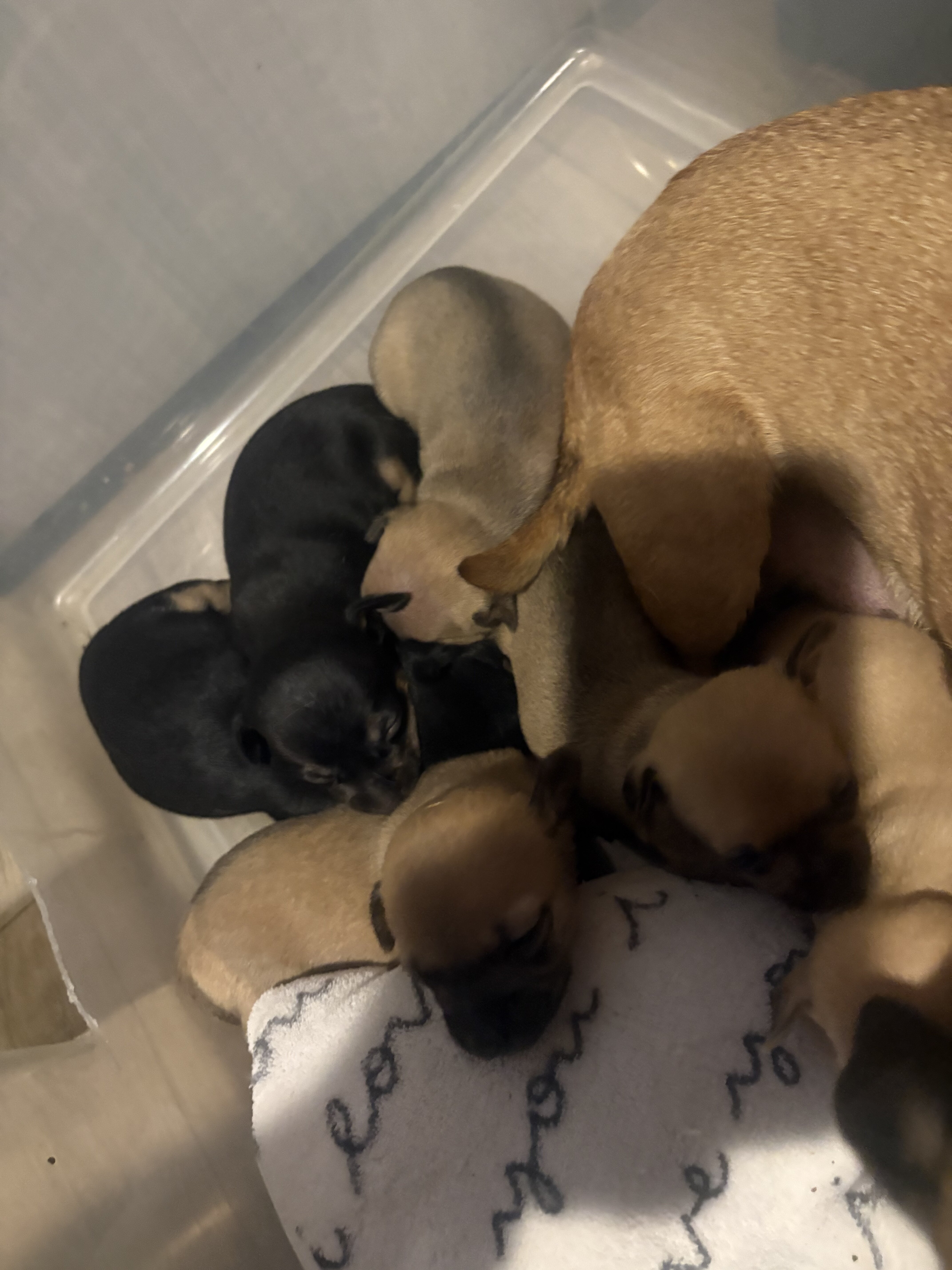 Chihuahuas image 1