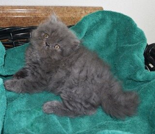 Persian Jewel cattery 3 image 1
