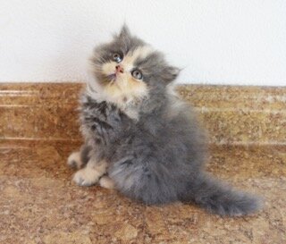 Persian Jewel Cattery 4 image 1
