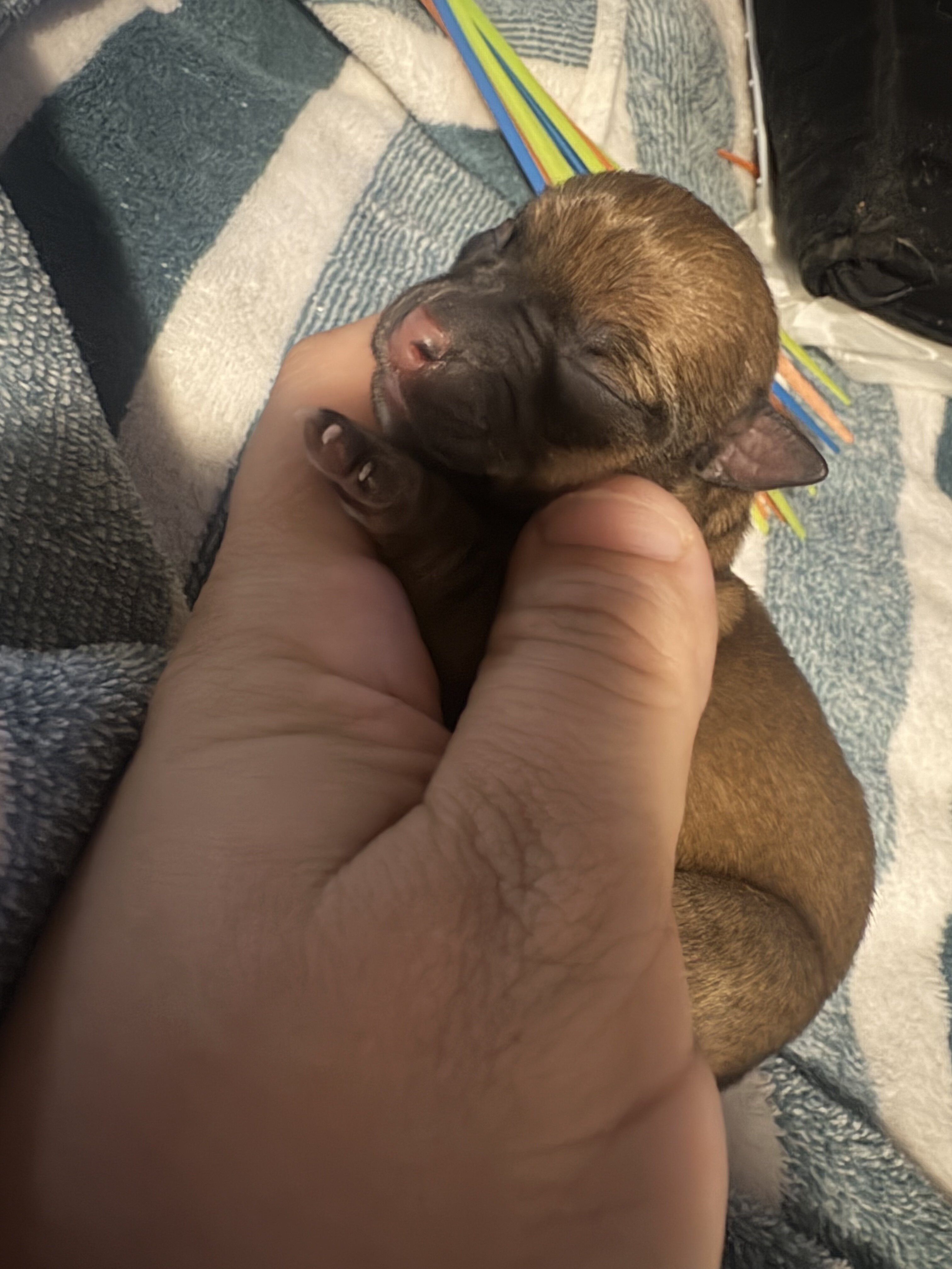 Teacup Chihuahuas image 3