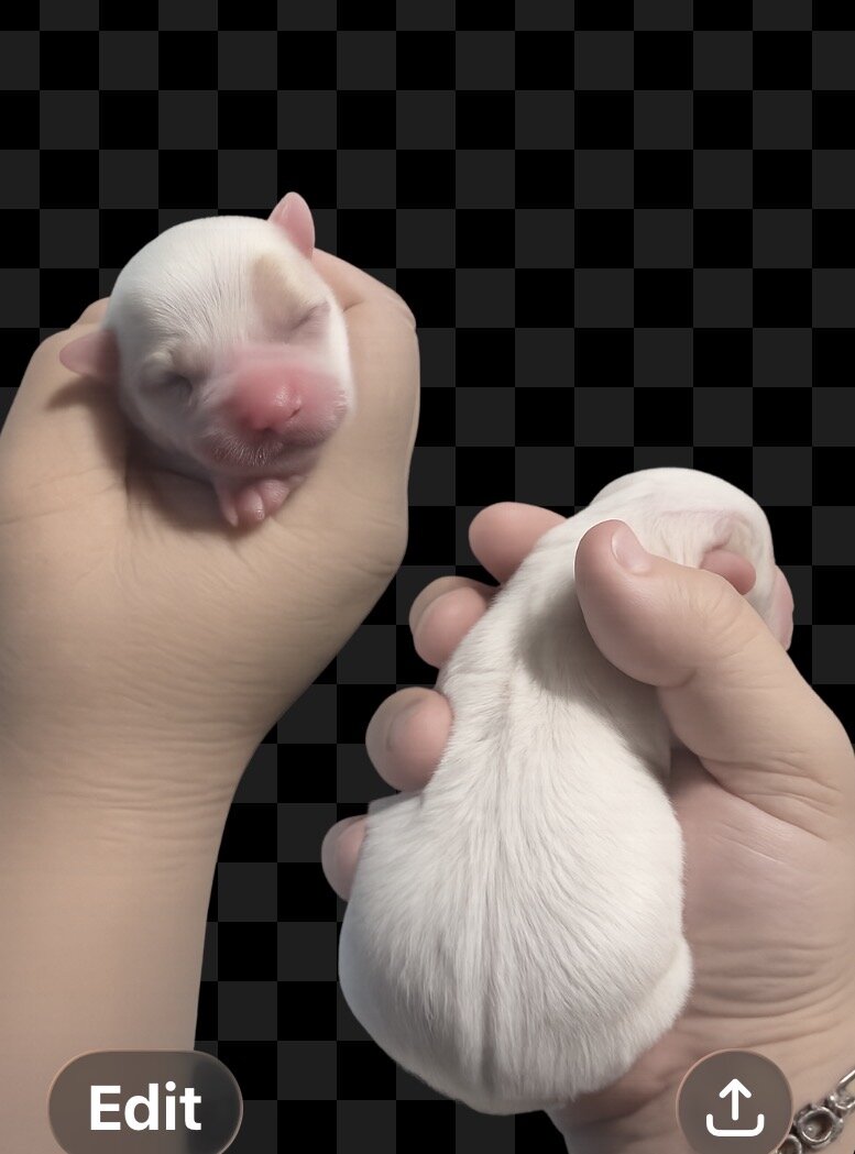 Teacup Chihuahuas image 2