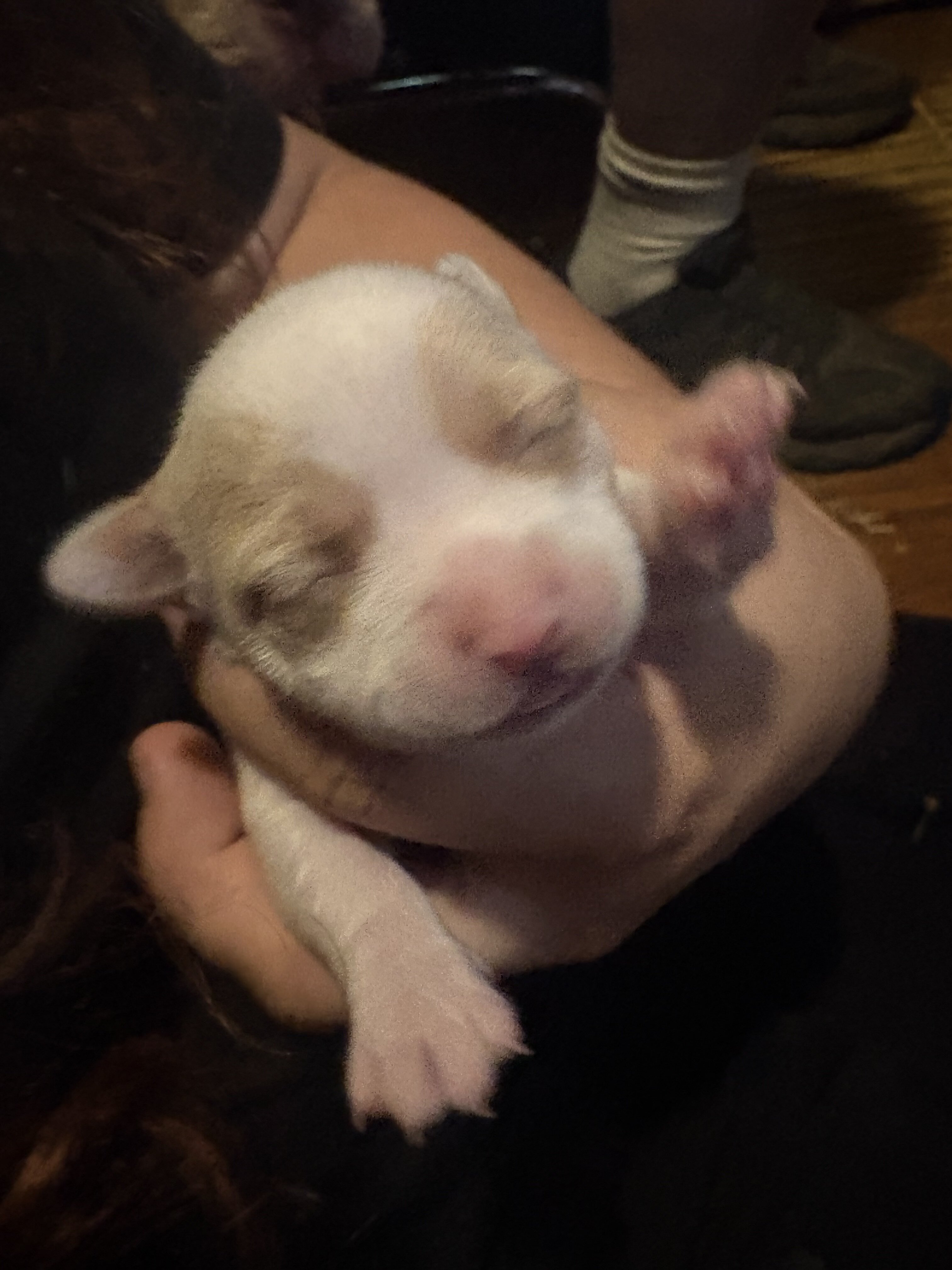 Teacup Chihuahuas image 1