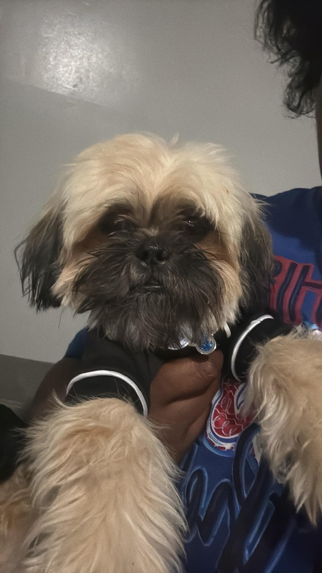 Shihtzu image 1