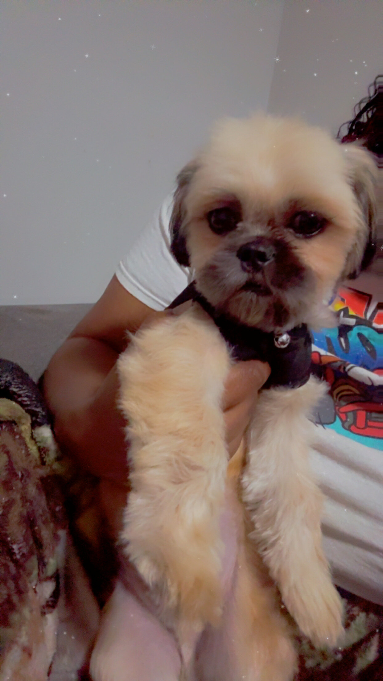 Shihtzu image 3
