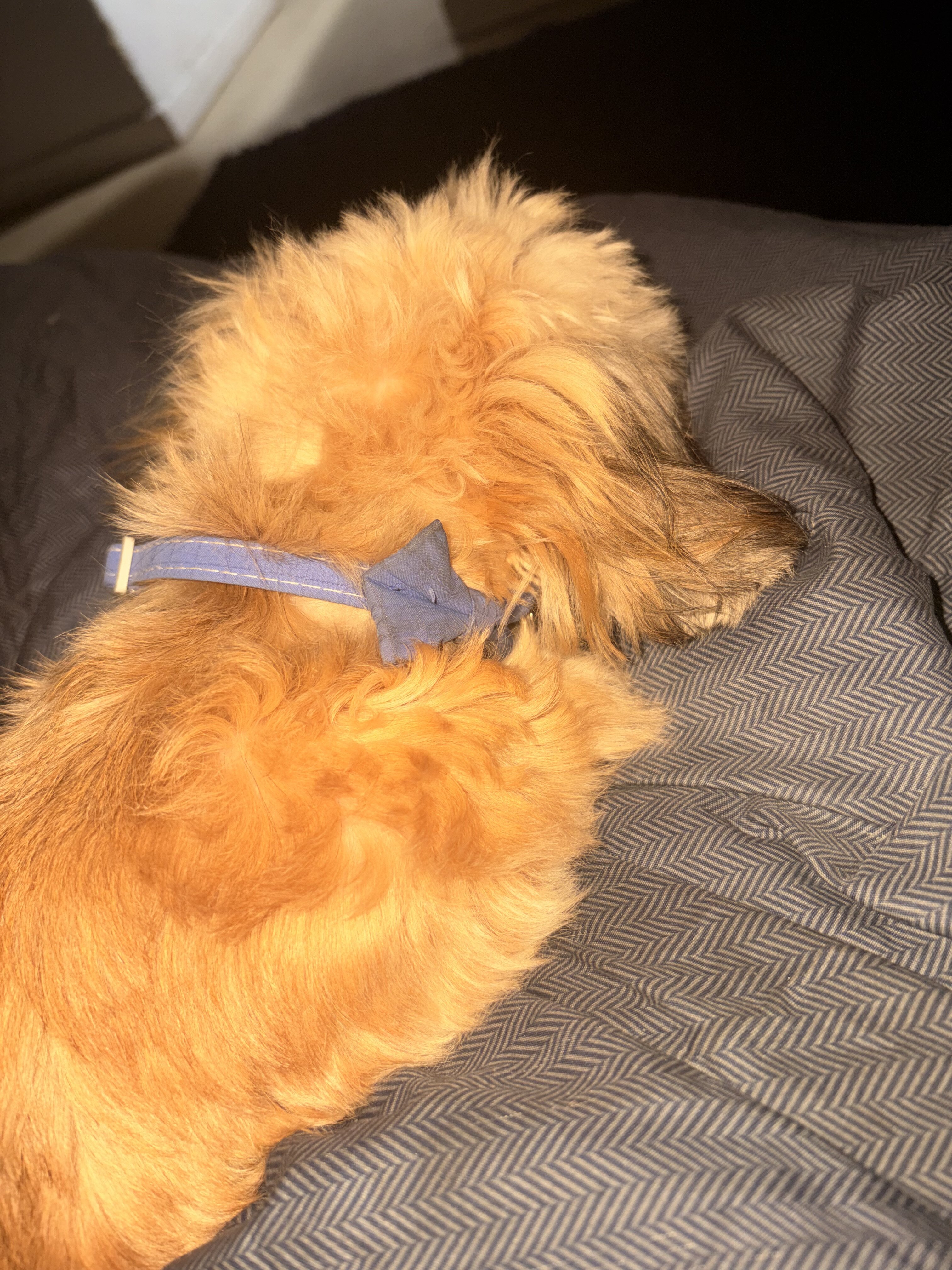 Shihtzu image 2