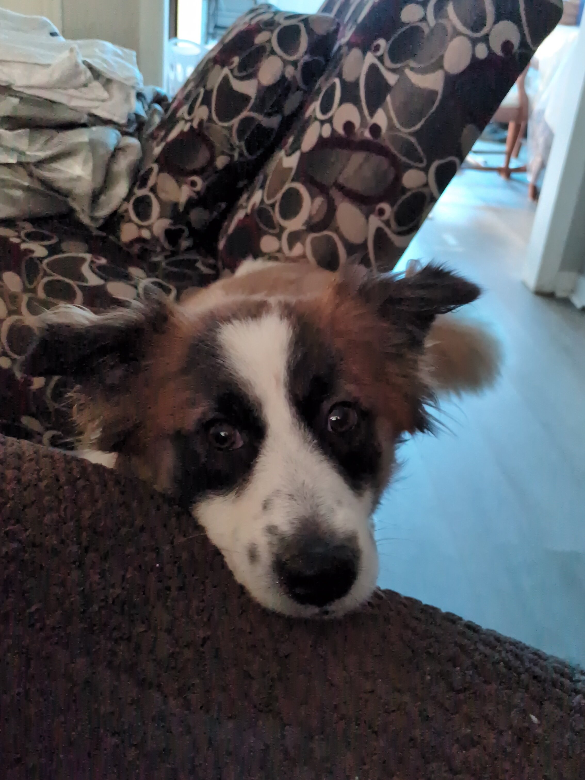 Brown/White Dog image 5