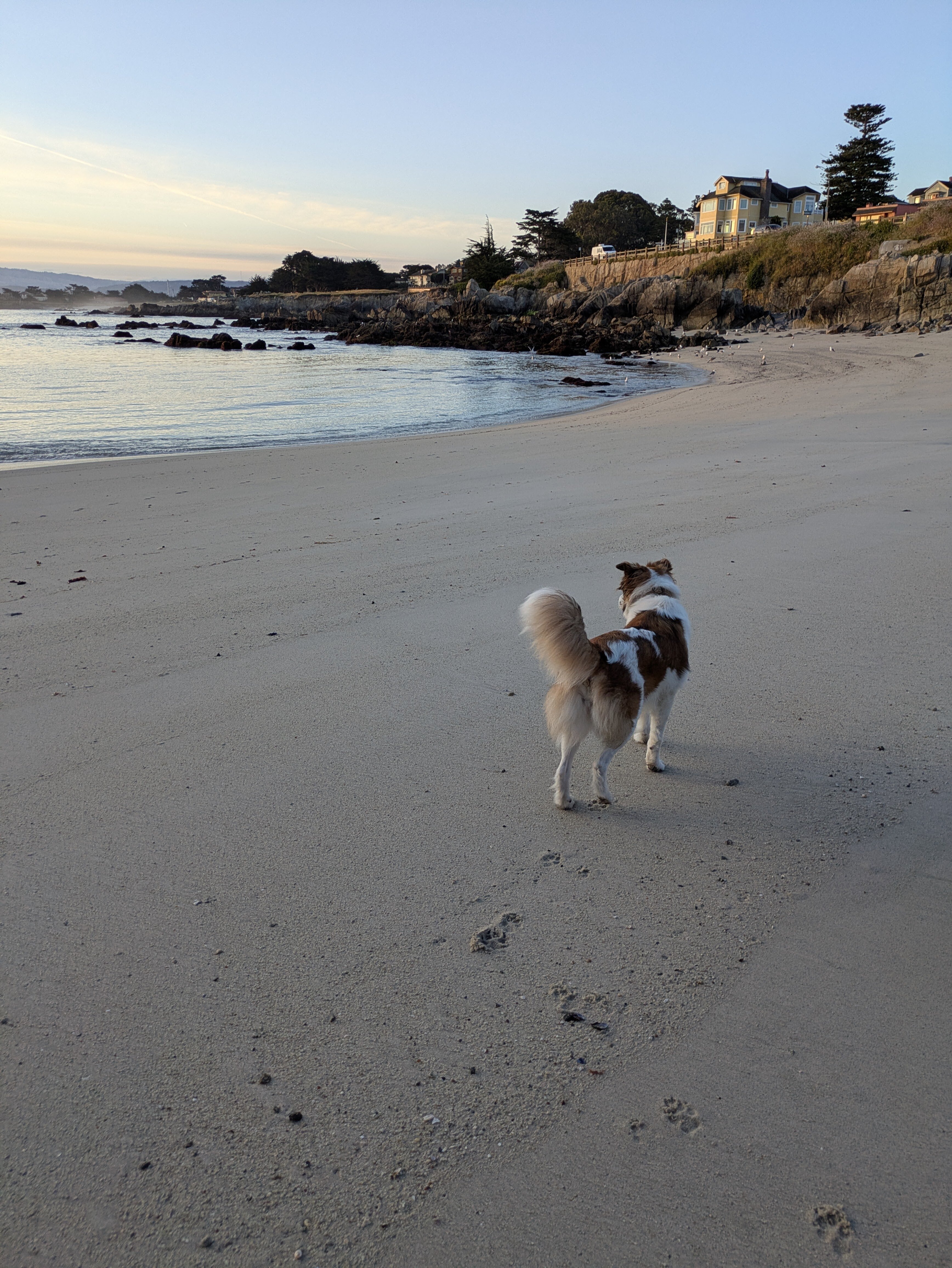 Brown/White Dog image 3